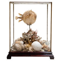 19th Century Taxidermy Blowfish Still Life