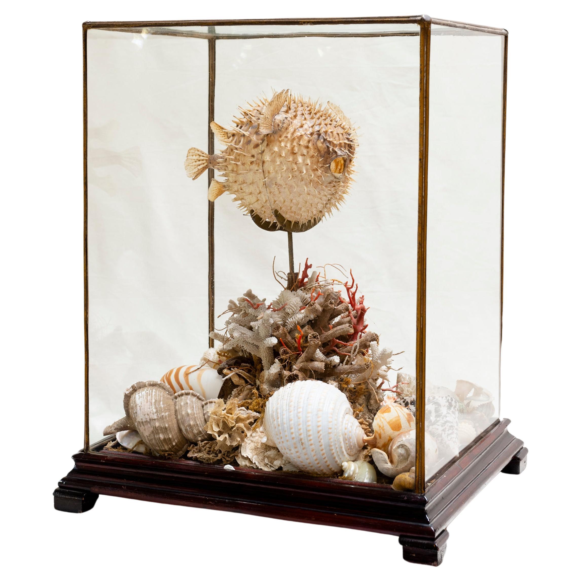 19th Century Taxidermy Blowfish Still Life For Sale
