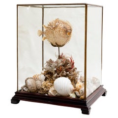 Antique 19th Century Taxidermy Blowfish Still Life