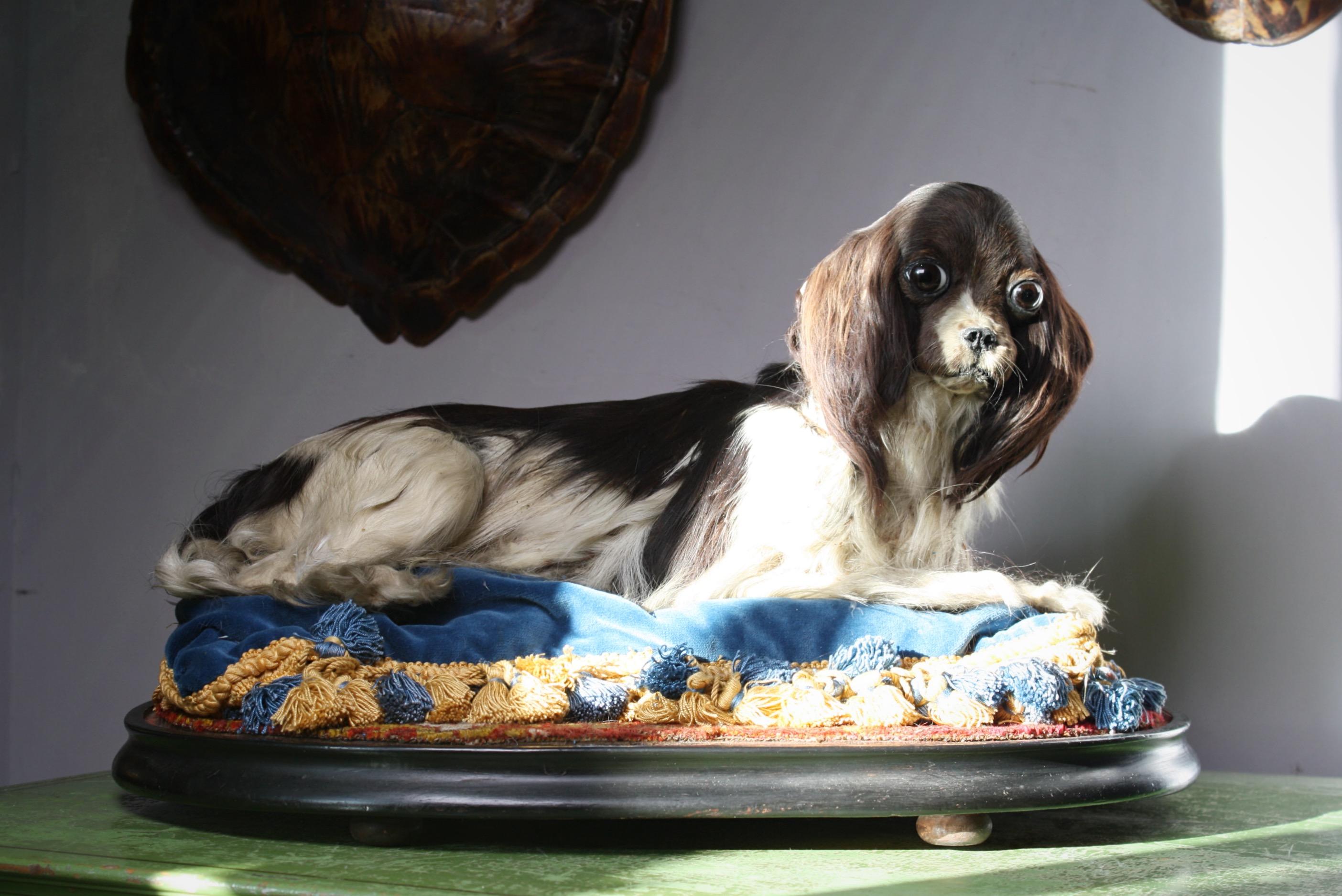 19th Century Taxidermy Cavalier King Charles Spaniel Lap Dog Under Glass Dome 4