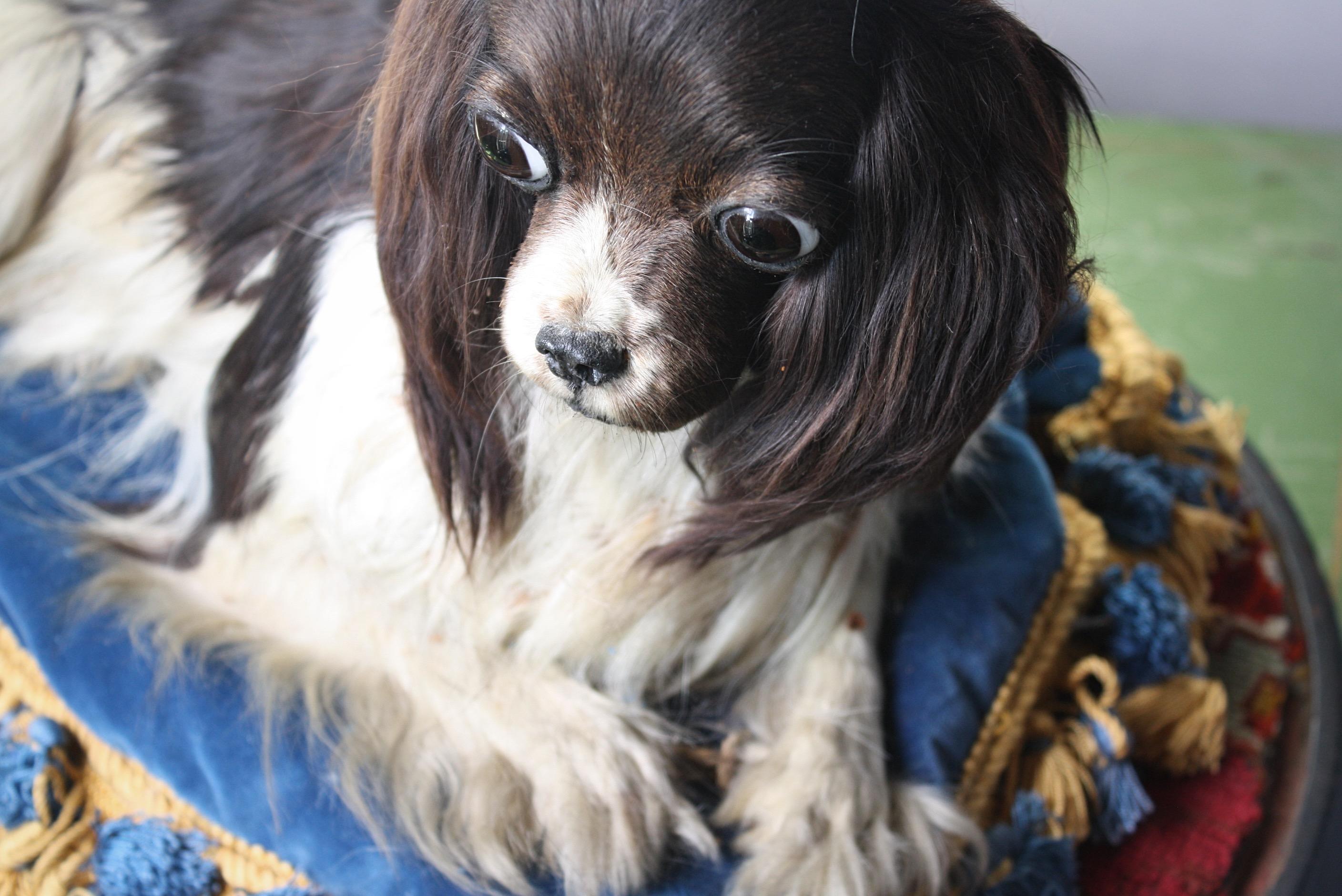 19th Century Taxidermy Cavalier King Charles Spaniel Lap Dog Under Glass Dome 6