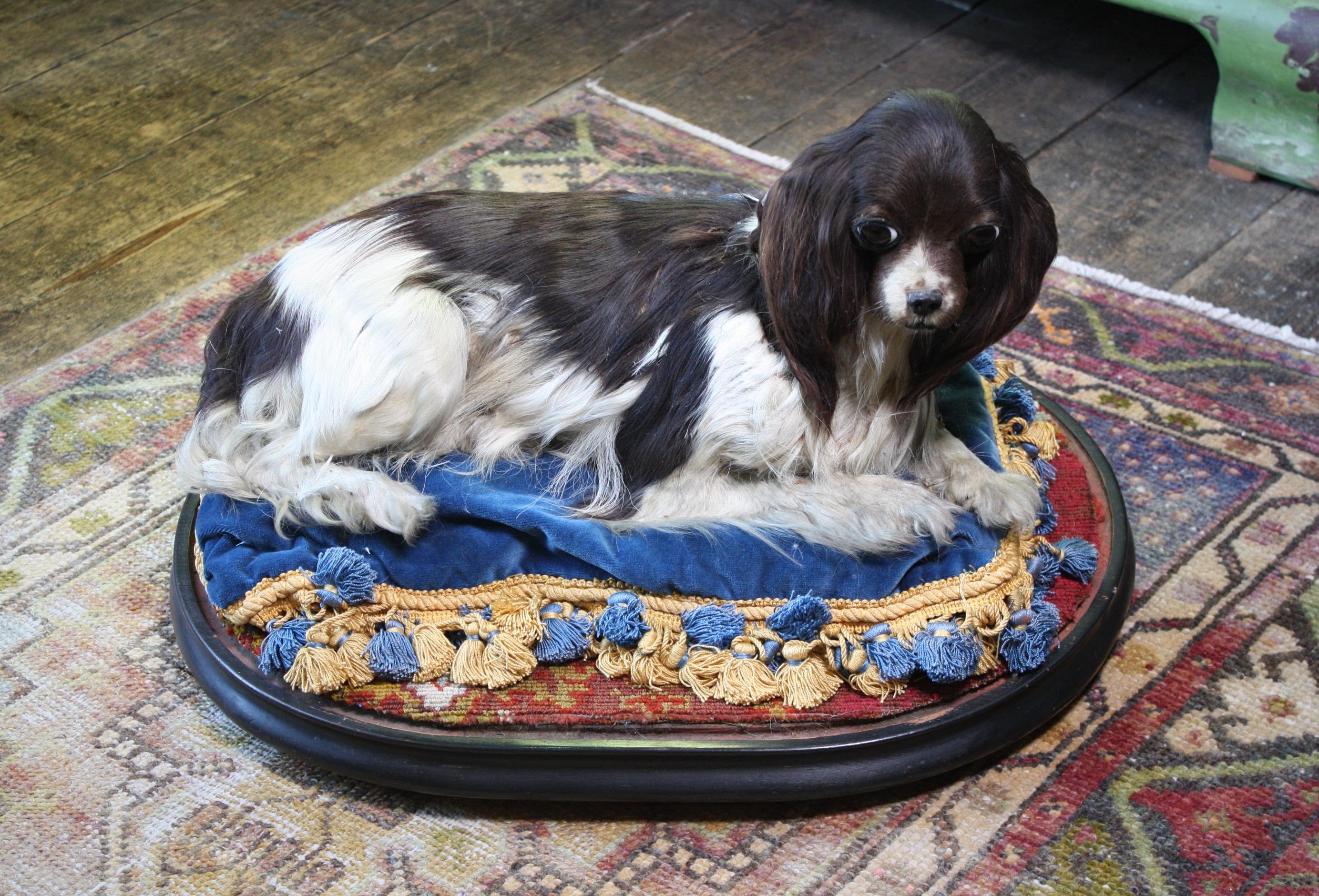 19th Century Taxidermy Cavalier King Charles Spaniel Lap Dog Under Glass Dome 8