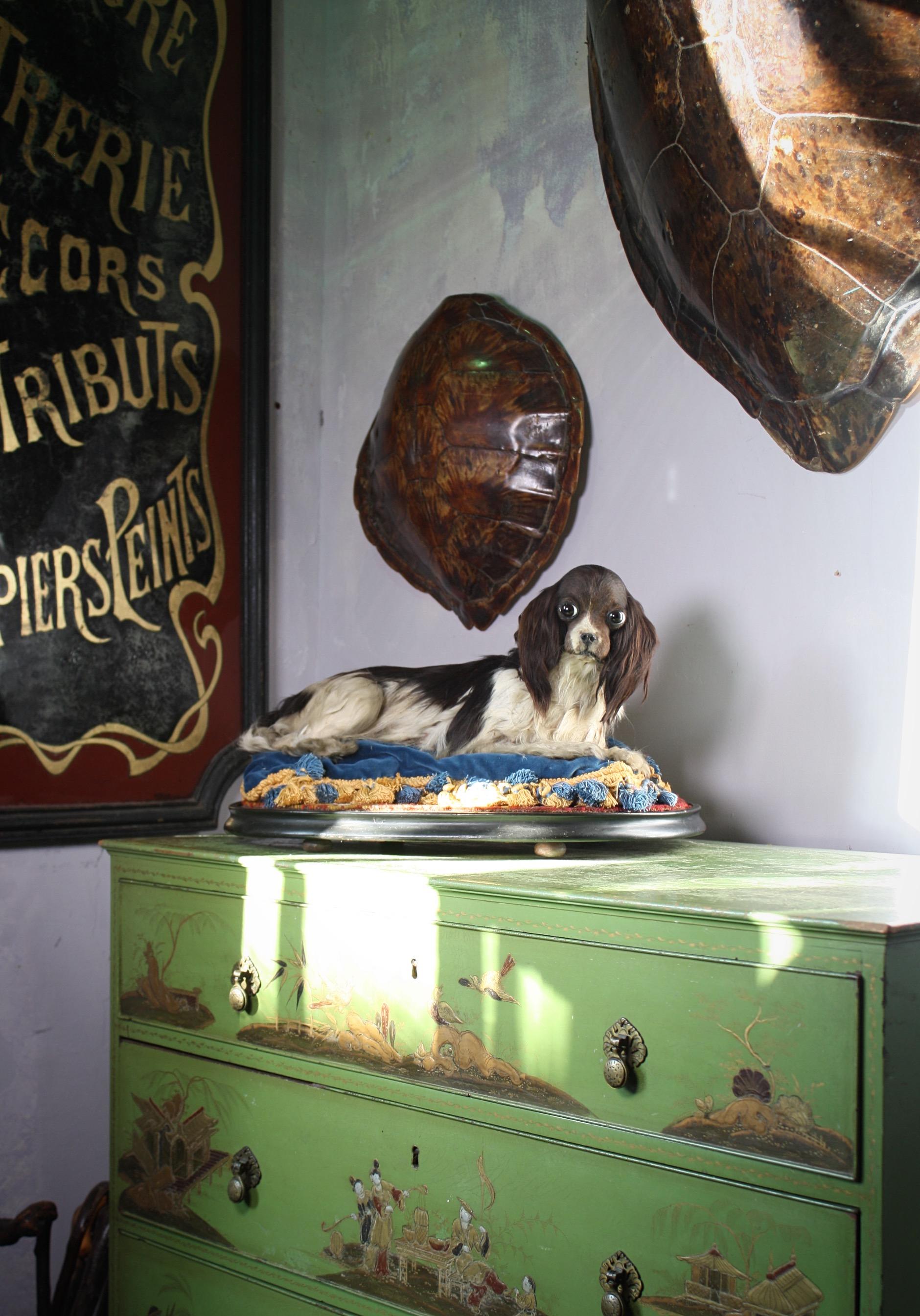 19th Century Taxidermy Cavalier King Charles Spaniel Lap Dog Under Glass Dome 9