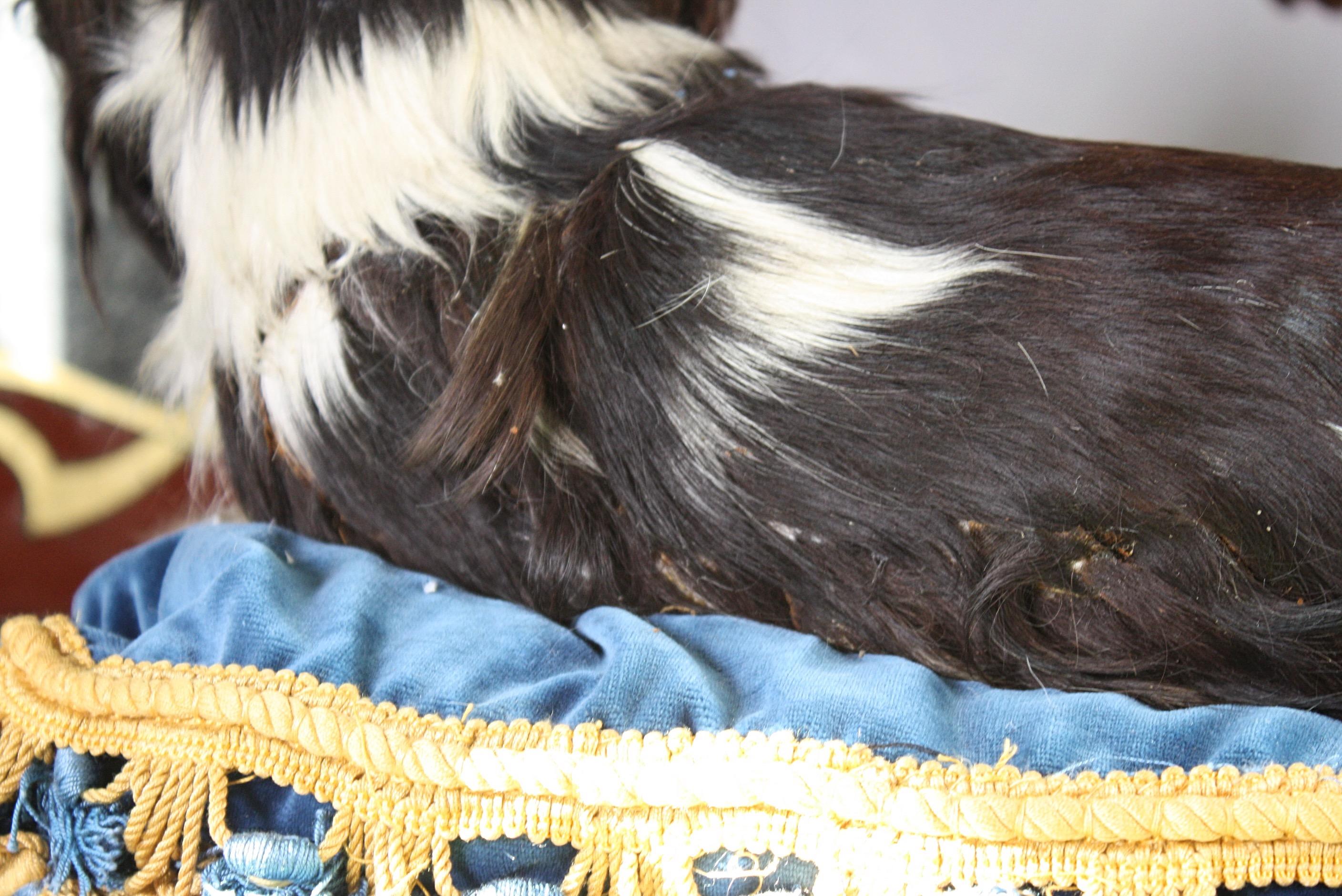 19th Century Taxidermy Cavalier King Charles Spaniel Lap Dog Under Glass Dome 10