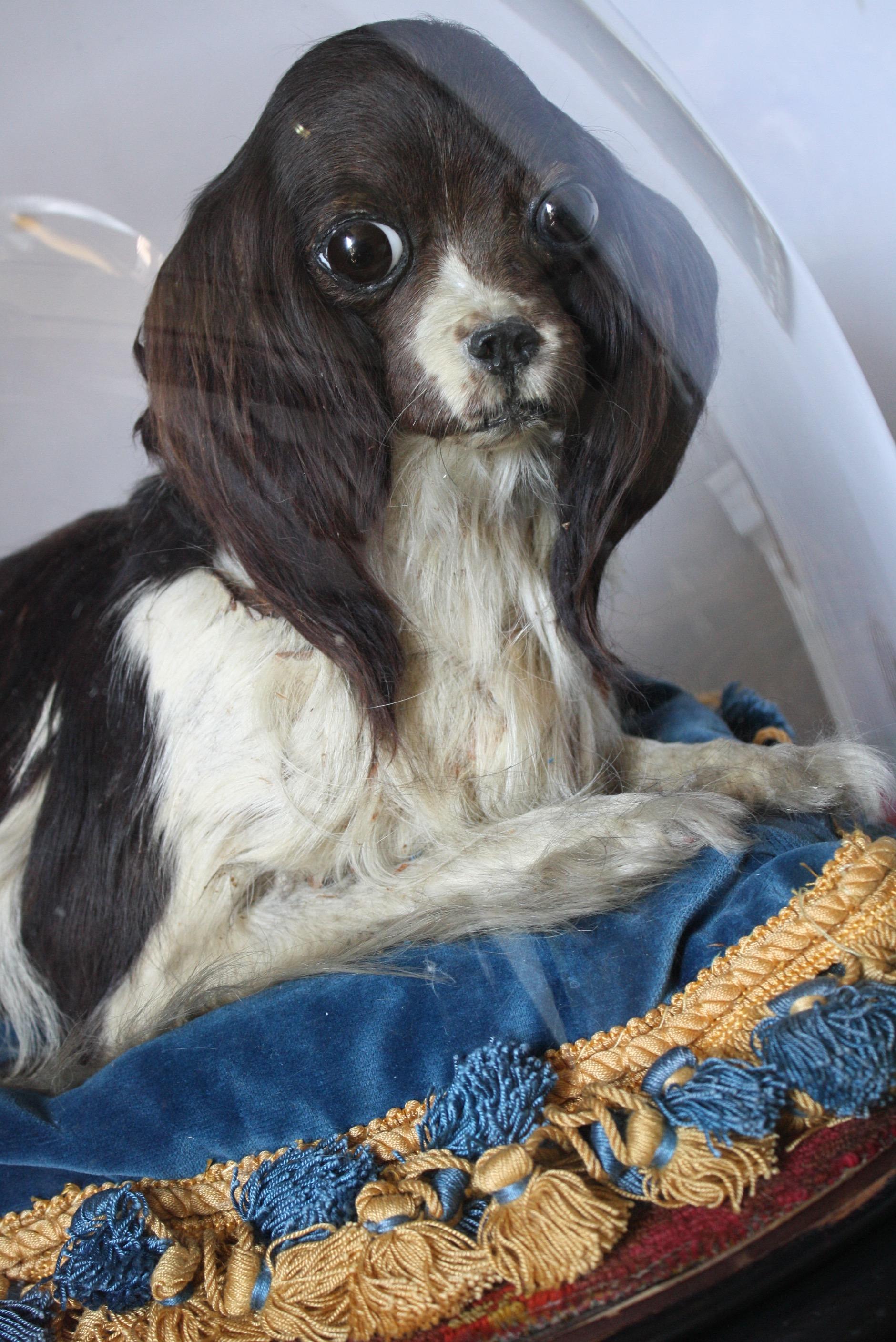 A charming full mount cavalier King Charles spaniel lap dog, in a wide eyed, 
recumbent pose. 

The dog is late 19th/Early 20th century age, and housed in a period glass dome, upon a later tasseled velvet cushion.

Plenty of elderly repairs,