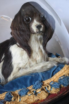 19th Century Taxidermy Cavalier King Charles Spaniel Lap Dog Under Glass Dome