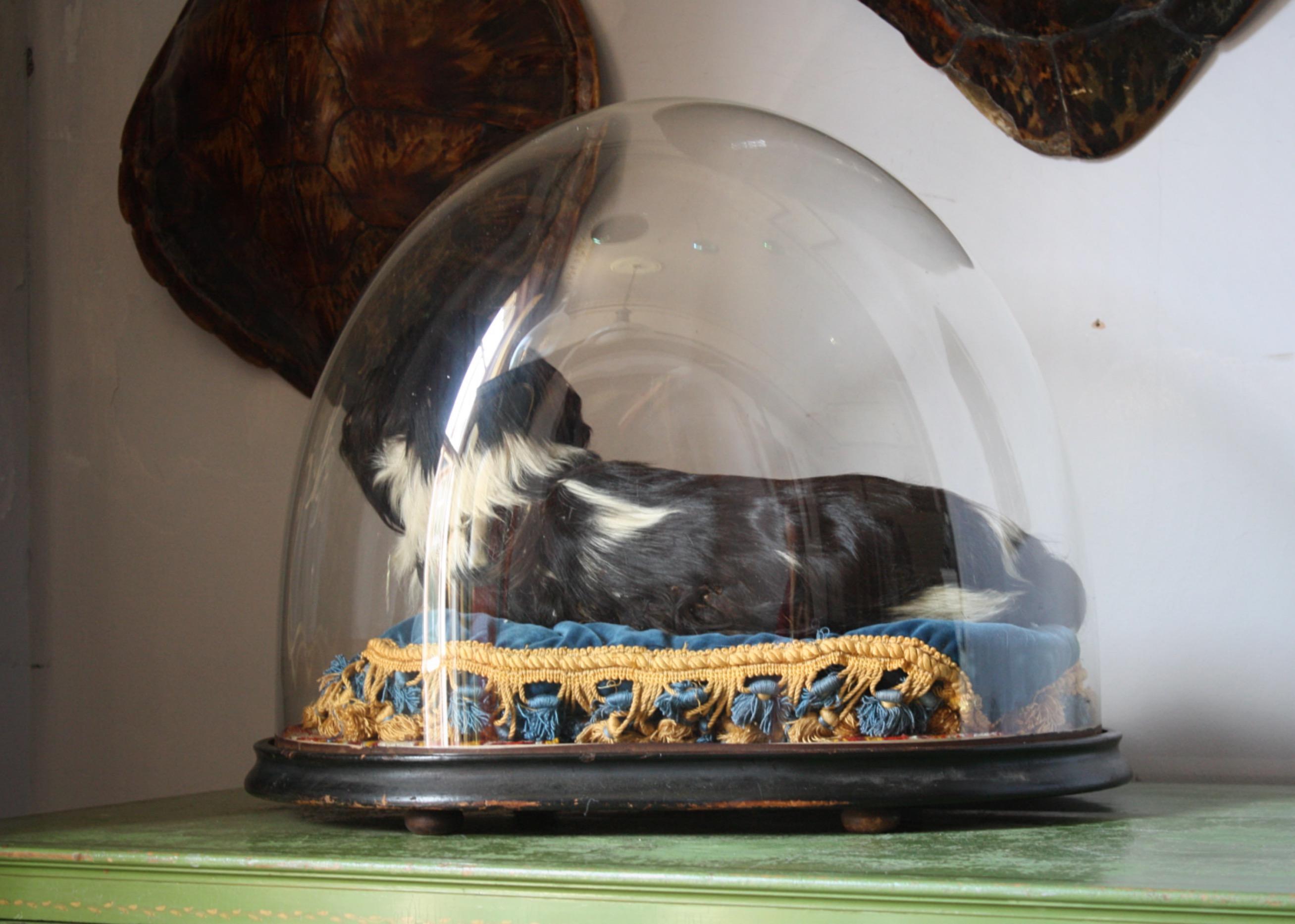 Late Victorian 19th Century Taxidermy Cavalier King Charles Spaniel Lap Dog Under Glass Dome