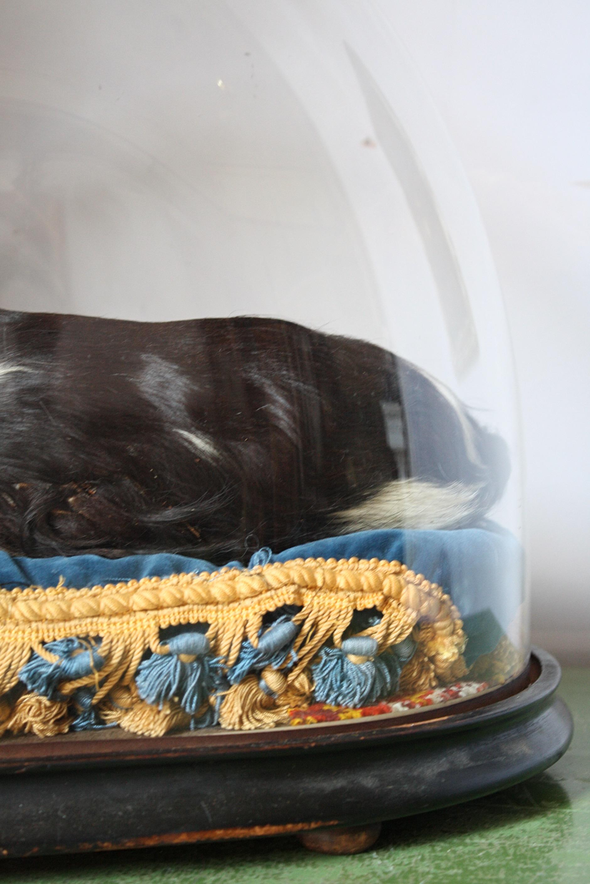 English 19th Century Taxidermy Cavalier King Charles Spaniel Lap Dog Under Glass Dome