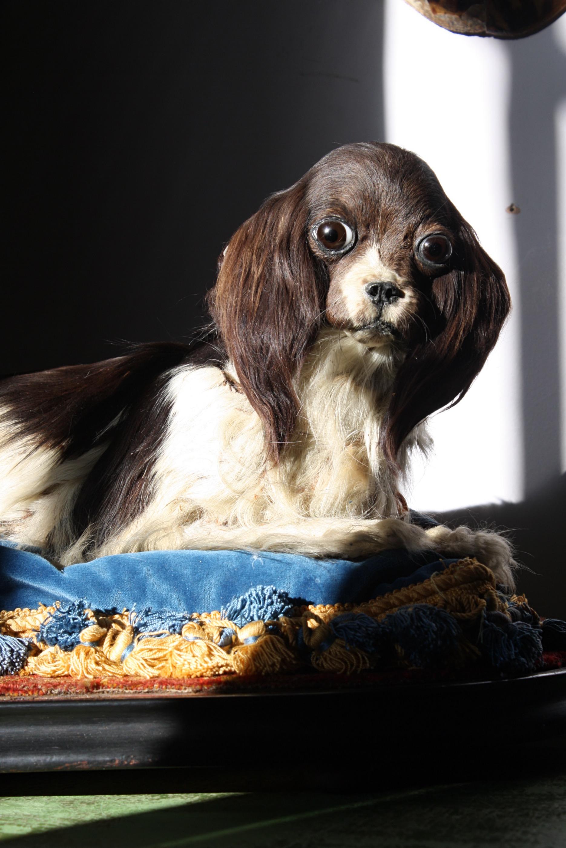 19th Century Taxidermy Cavalier King Charles Spaniel Lap Dog Under Glass Dome In Fair Condition In Lowestoft, GB