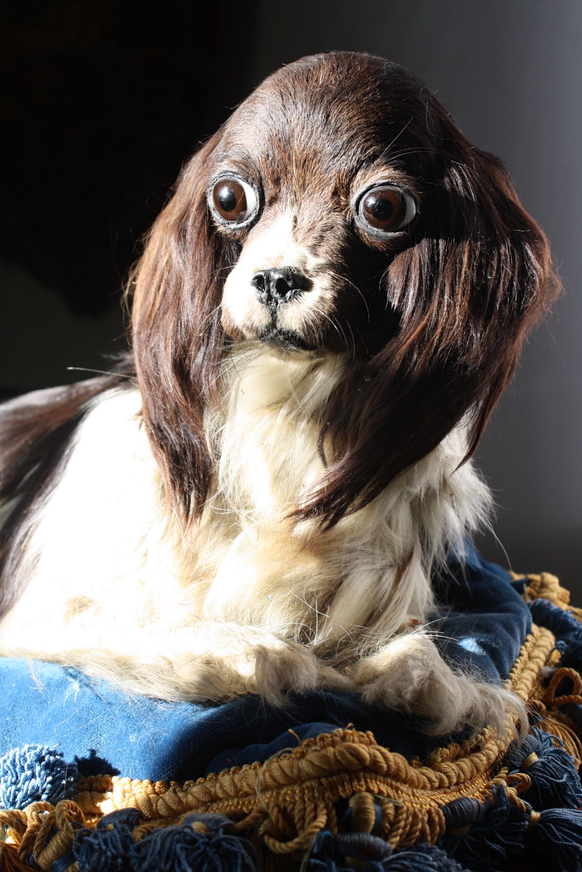 Velvet 19th Century Taxidermy Cavalier King Charles Spaniel Lap Dog Under Glass Dome