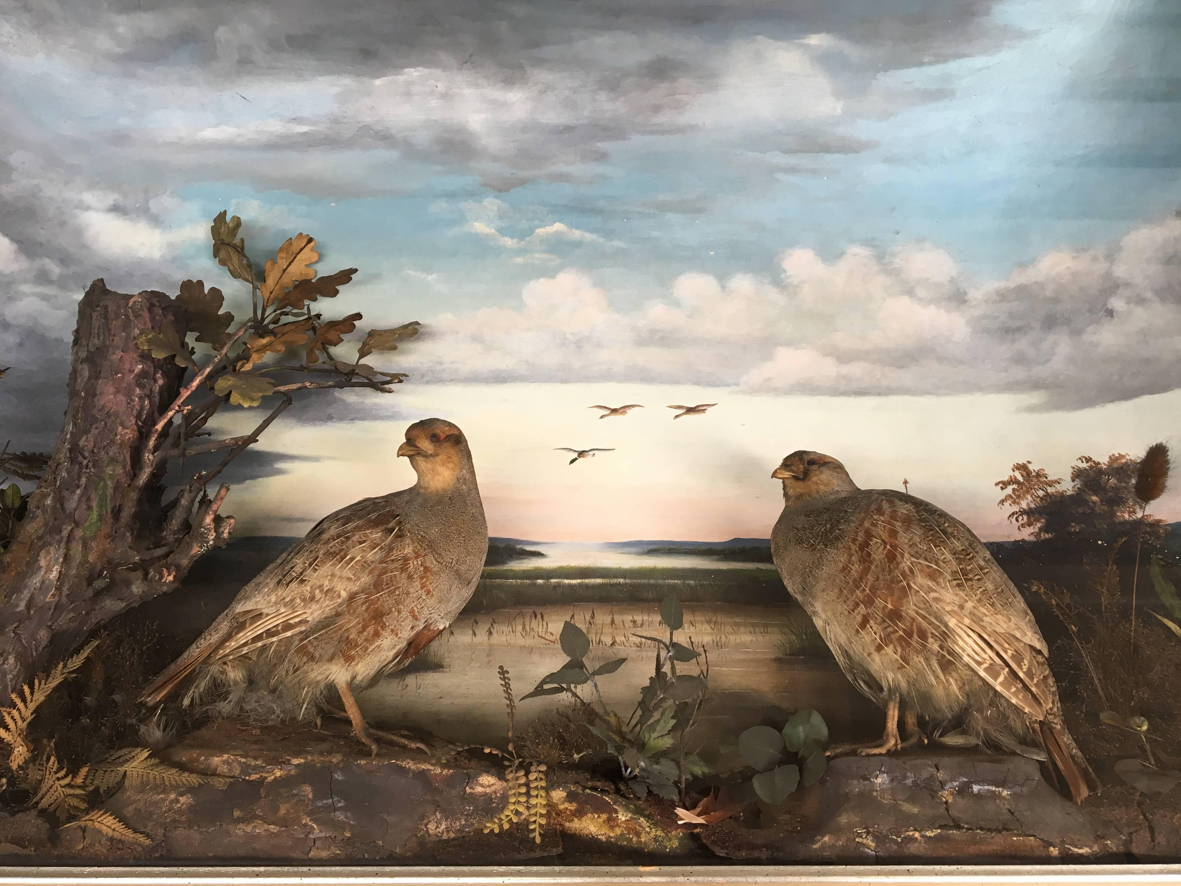 This 19th century diorama contains a beautiful oil painting in the background and two beautiful taxidermied grey partridges in the foreground. The diorama is surrounded by a gilt shadowbox frame.