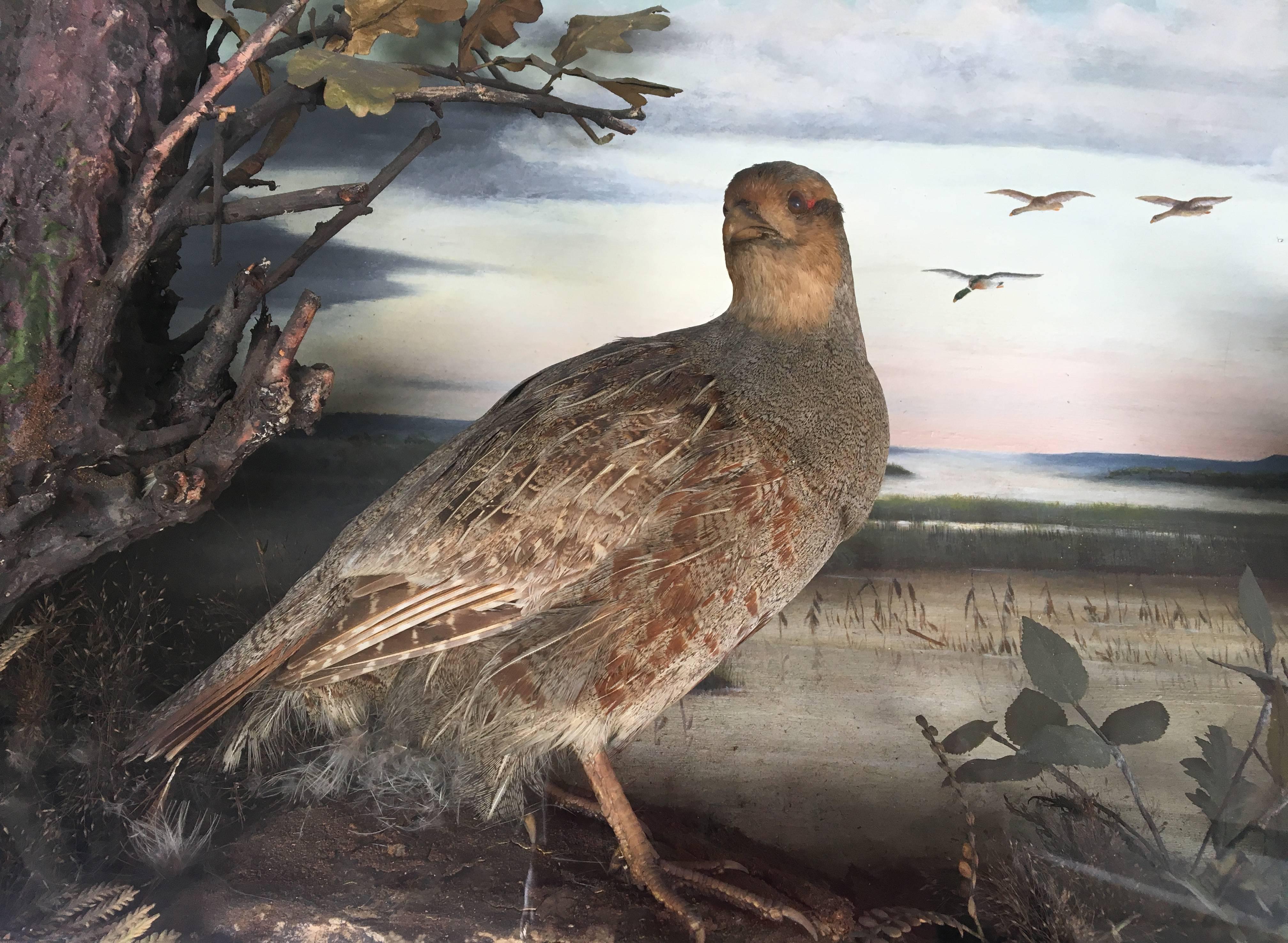 Sporting Art 19th Century Taxidermy Diorama of Grey Partridges with Oil Painting