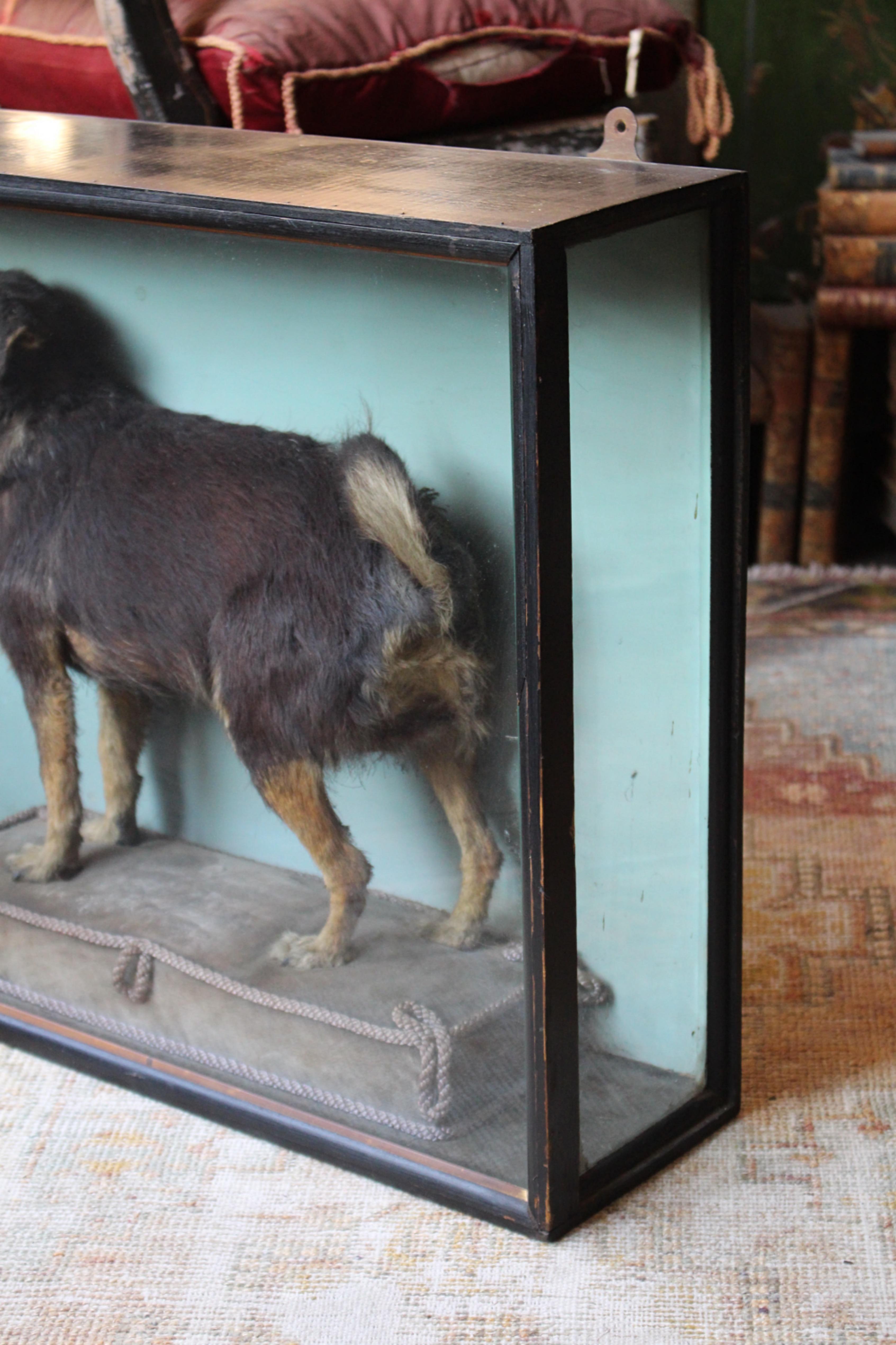 Jack Russell tassidermico del XIX secolo dei fratelli Linsley di Leeds in vendita 9