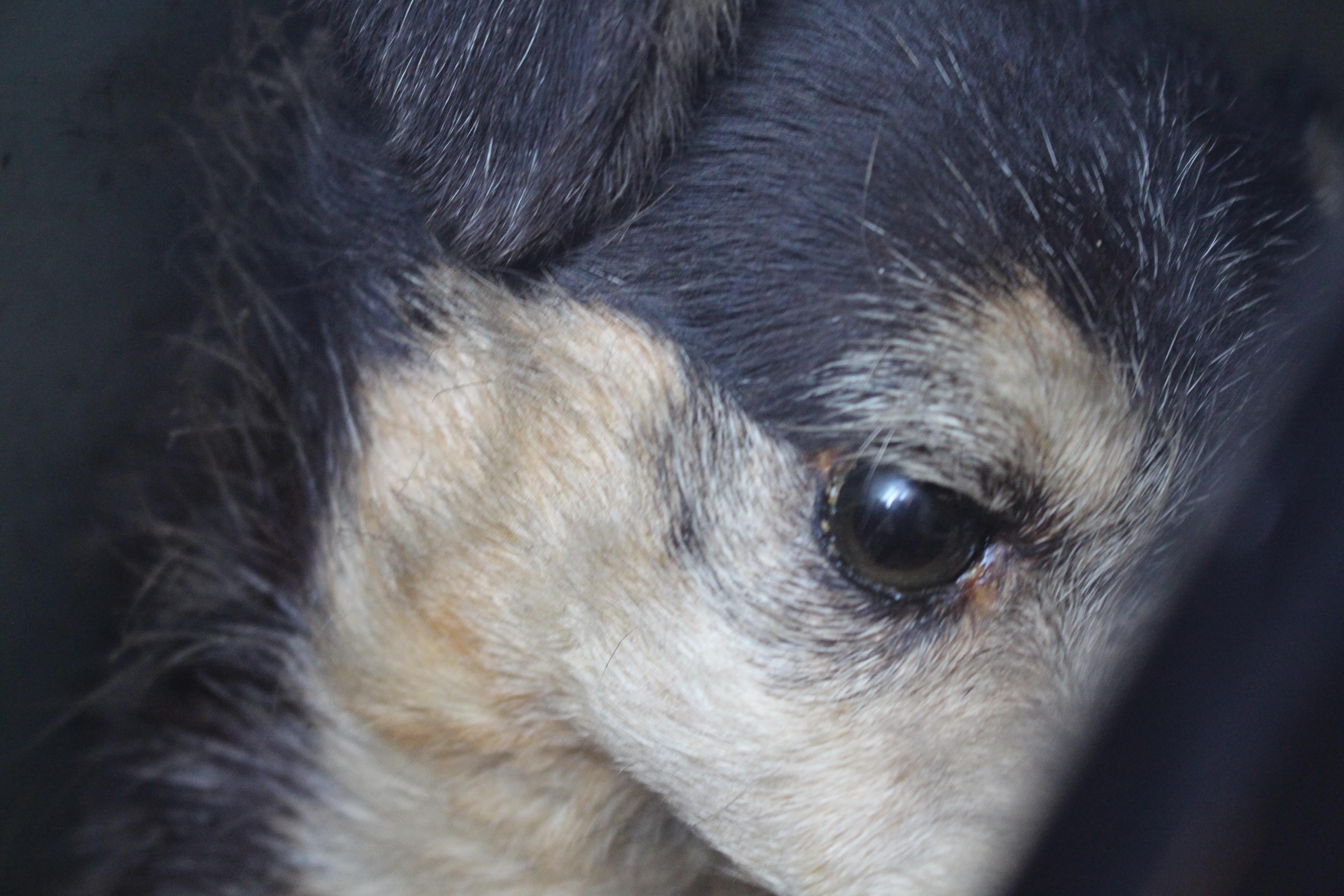 Jack Russell tassidermico del XIX secolo dei fratelli Linsley di Leeds in vendita 10