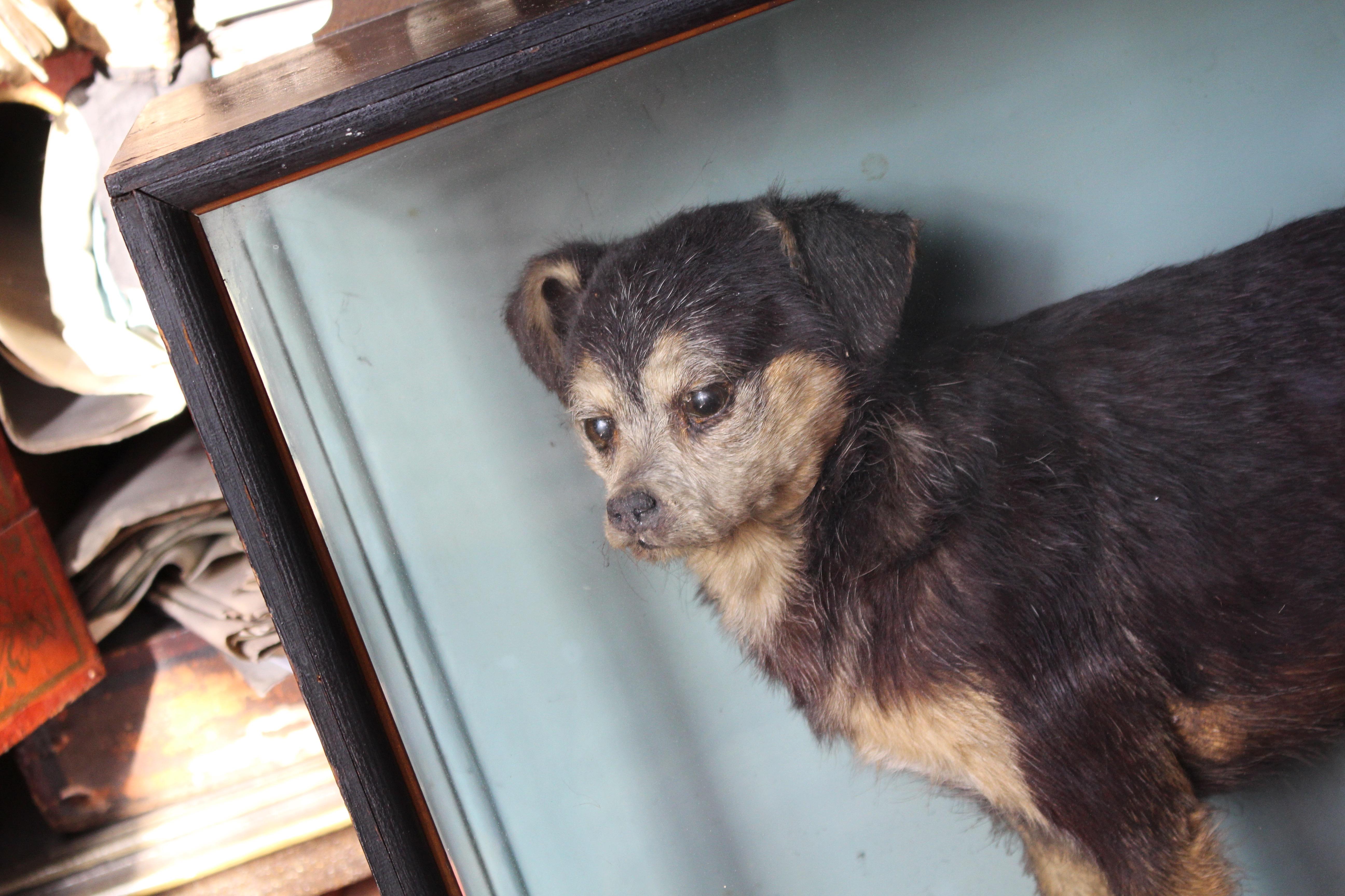 Britannico Jack Russell tassidermico del XIX secolo dei fratelli Linsley di Leeds in vendita