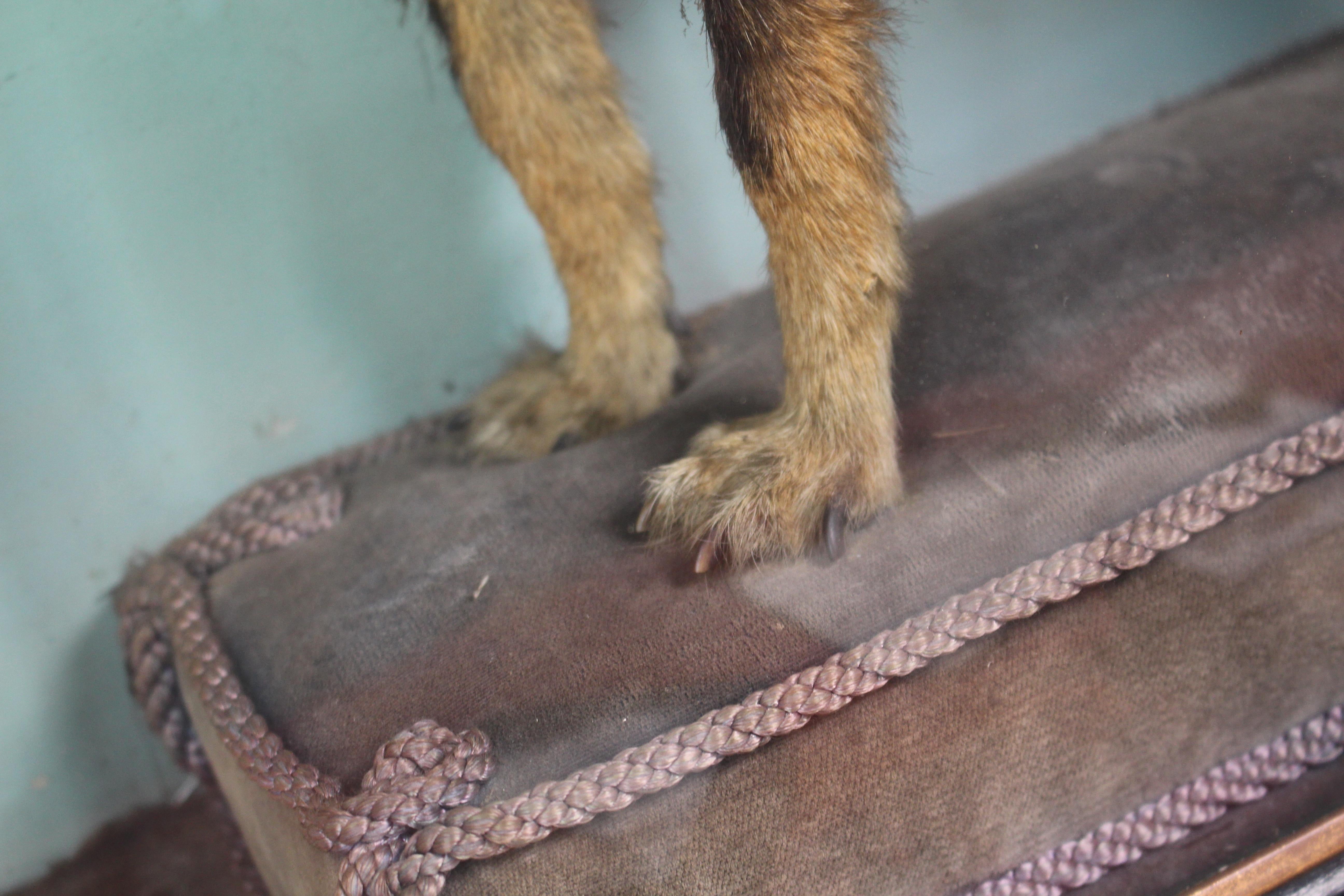Jack Russell tassidermico del XIX secolo dei fratelli Linsley di Leeds in vendita 2