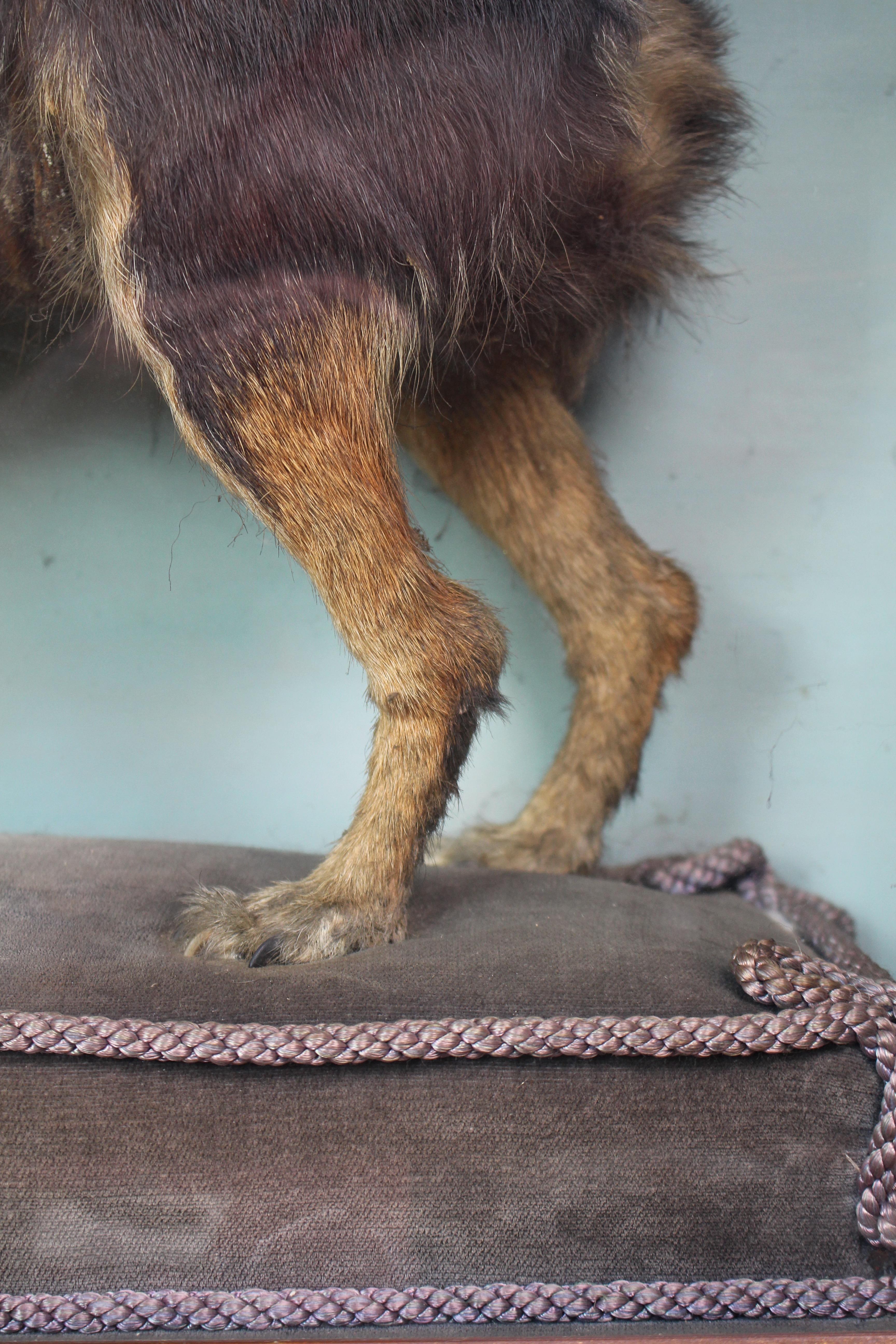 Jack Russell tassidermico del XIX secolo dei fratelli Linsley di Leeds in vendita 4
