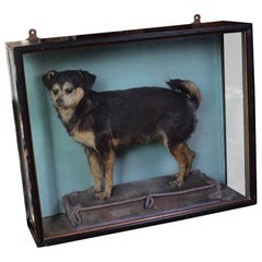 Collectibles and Curiosities