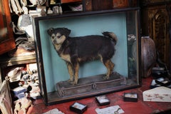 19th Century Taxidermy Jack Russell by Linsley Brothers of Leeds