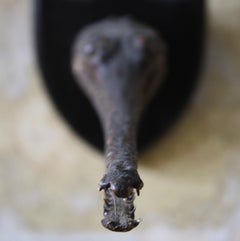 19th Century Taxidermy Juvenile Gharial Crocodile 'Gavialis Gangeticus'