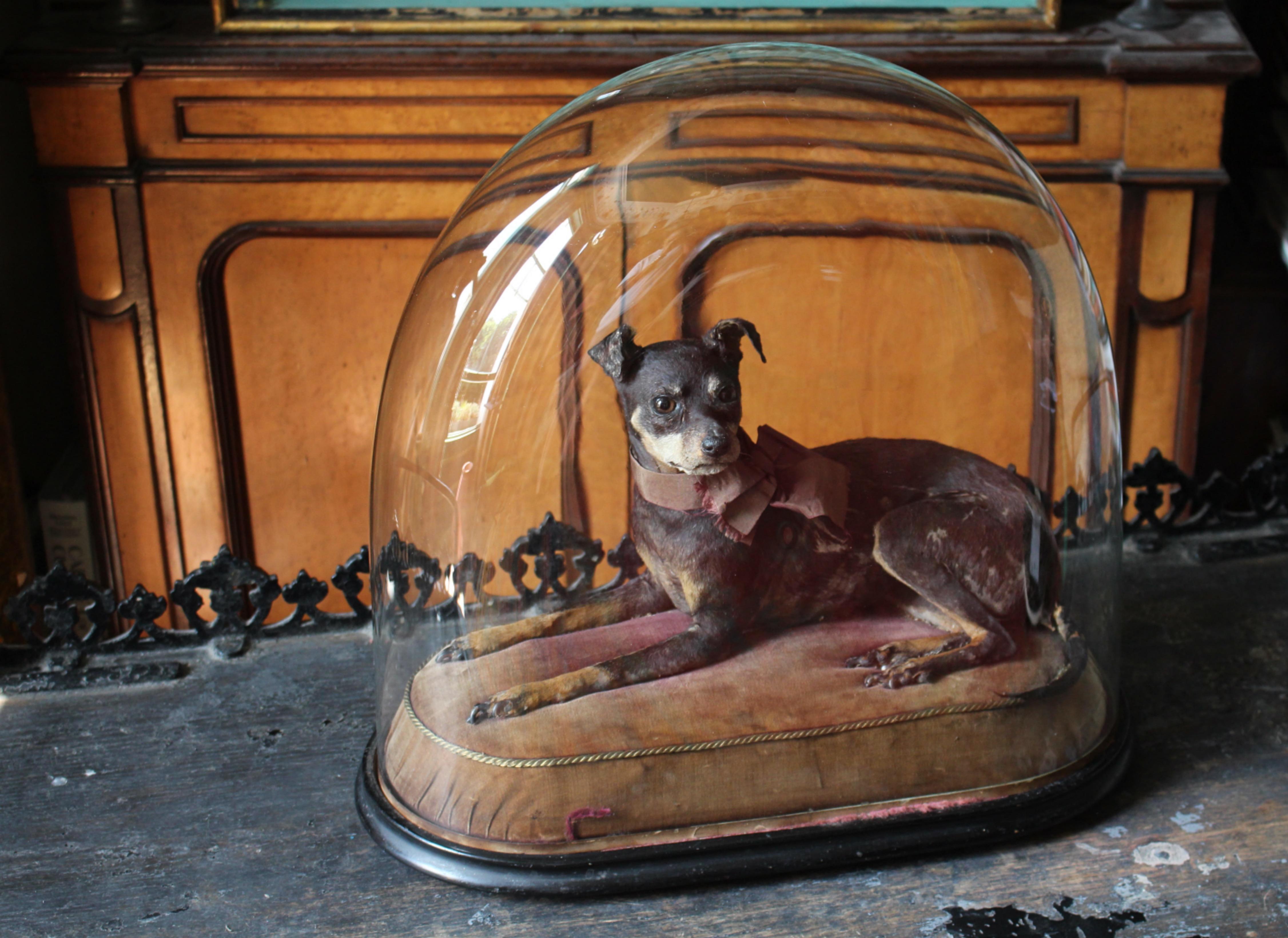 Taxidermie 19ème siècle Pinscher miniature (Reh Pinscher) sous dôme de verre velours en vente 4