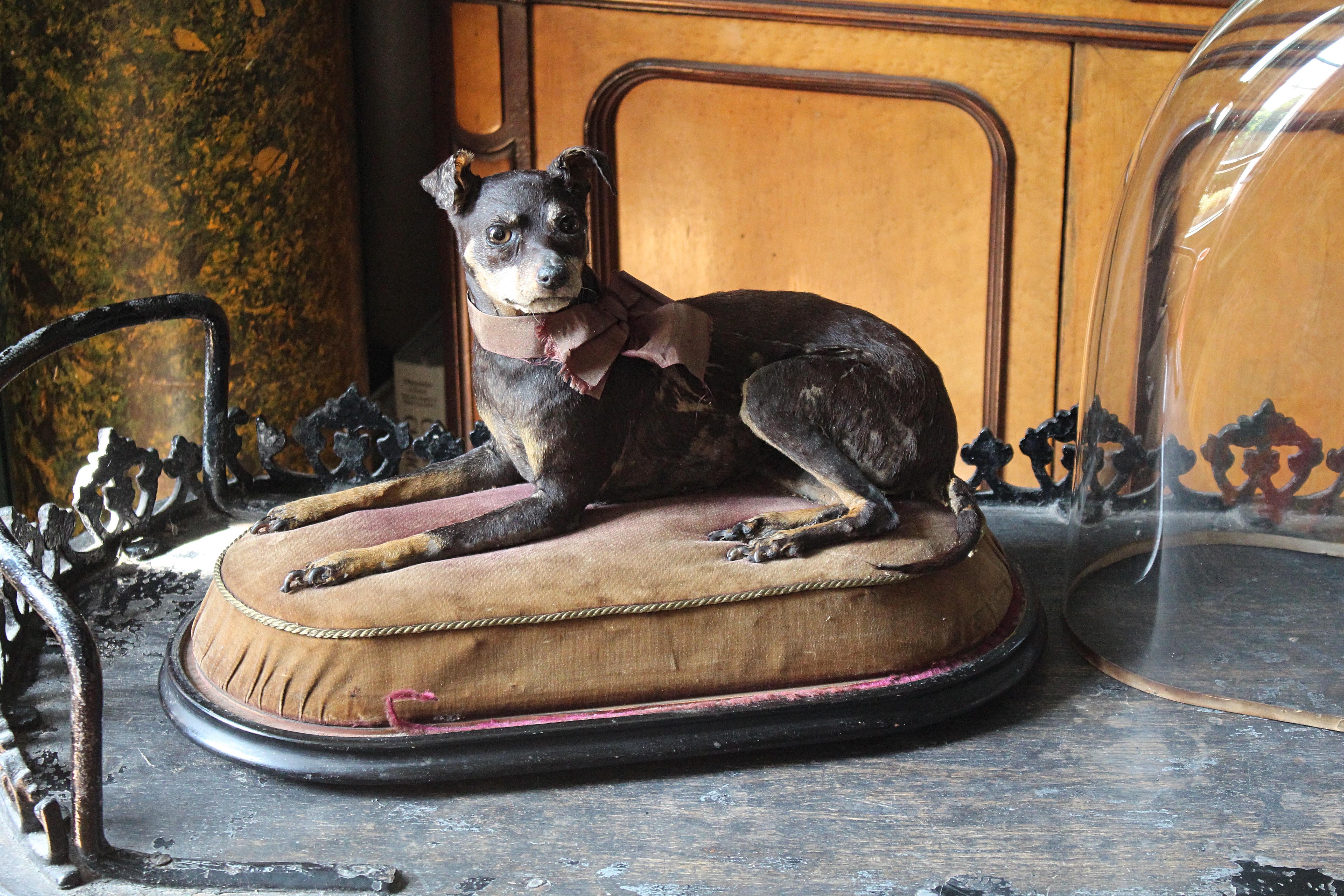 Taxidermie 19ème siècle Pinscher miniature (Reh Pinscher) sous dôme de verre velours en vente 5