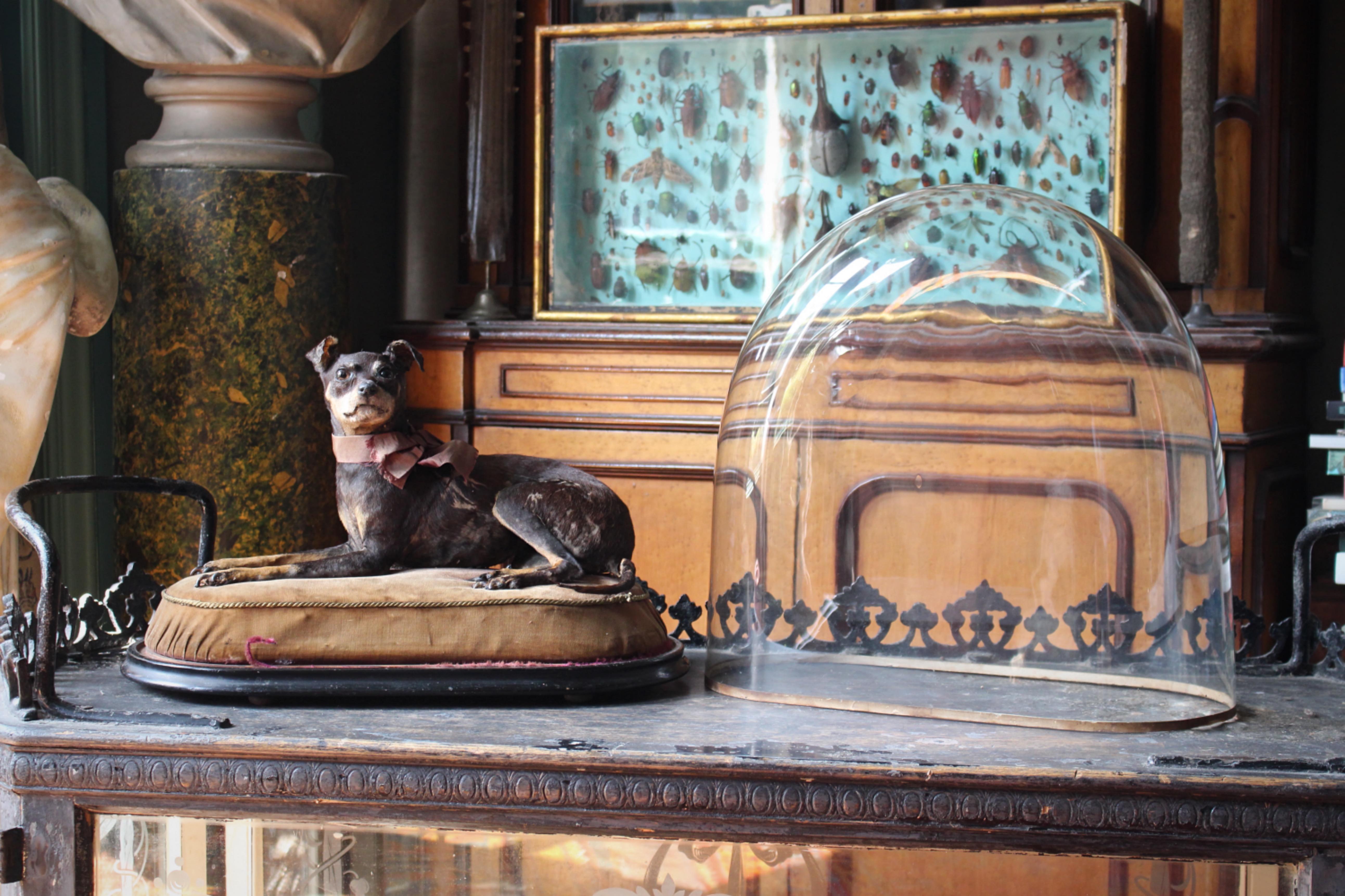 Taxidermie 19ème siècle Pinscher miniature (Reh Pinscher) sous dôme de verre velours en vente 7