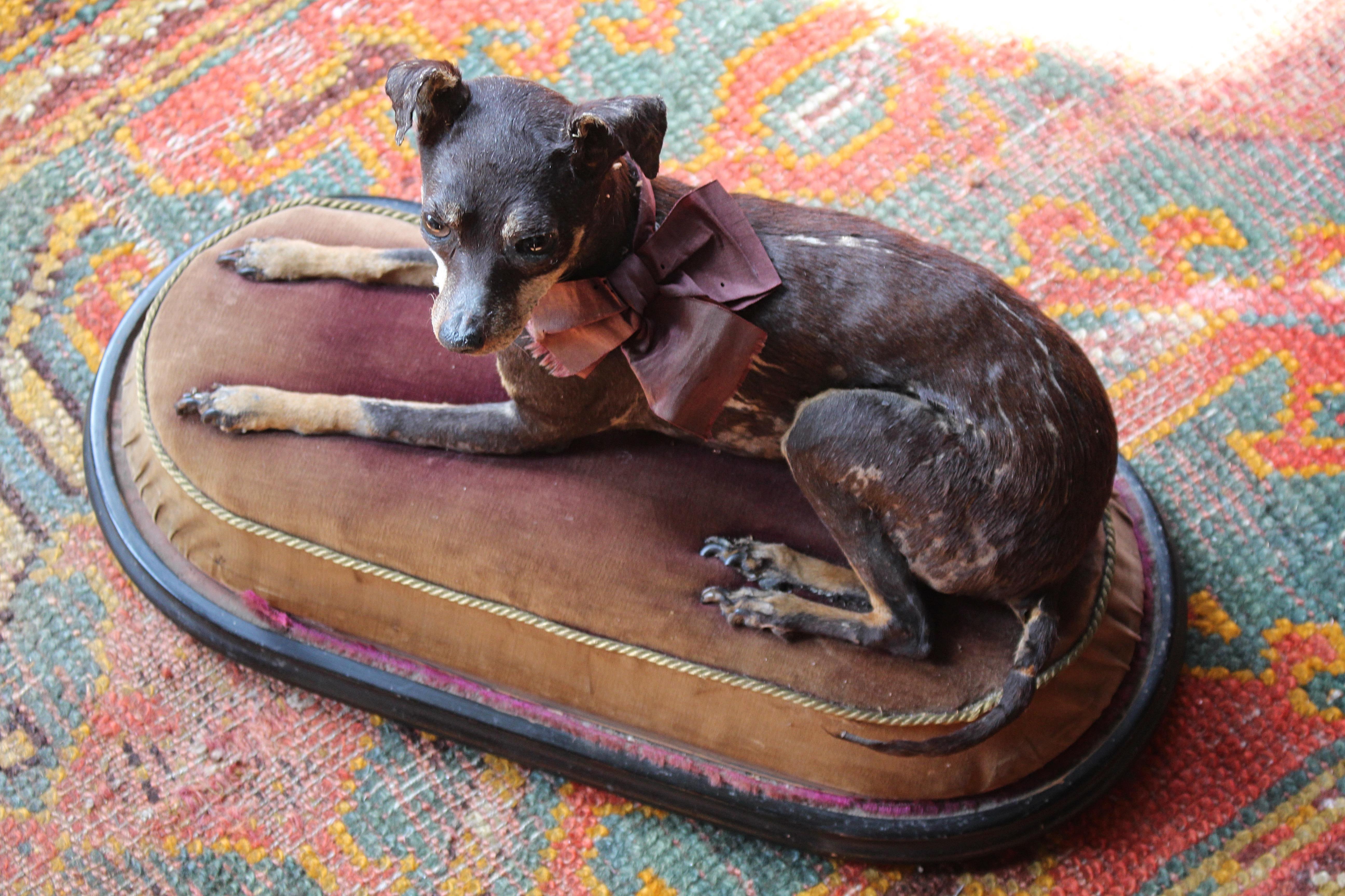 Taxidermie 19ème siècle Pinscher miniature (Reh Pinscher) sous dôme de verre velours en vente 8
