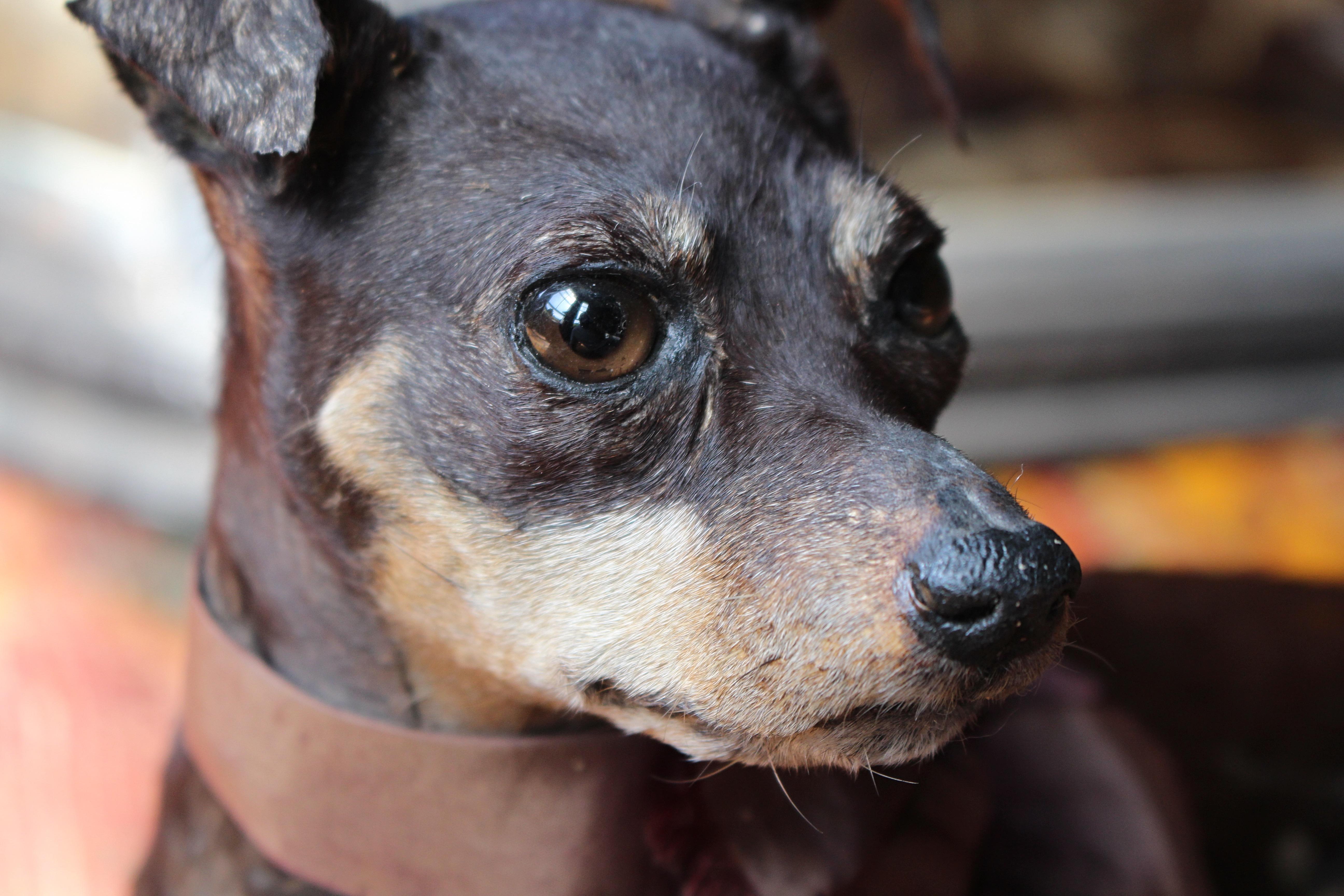 Taxidermie 19ème siècle Pinscher miniature (Reh Pinscher) sous dôme de verre velours en vente 12