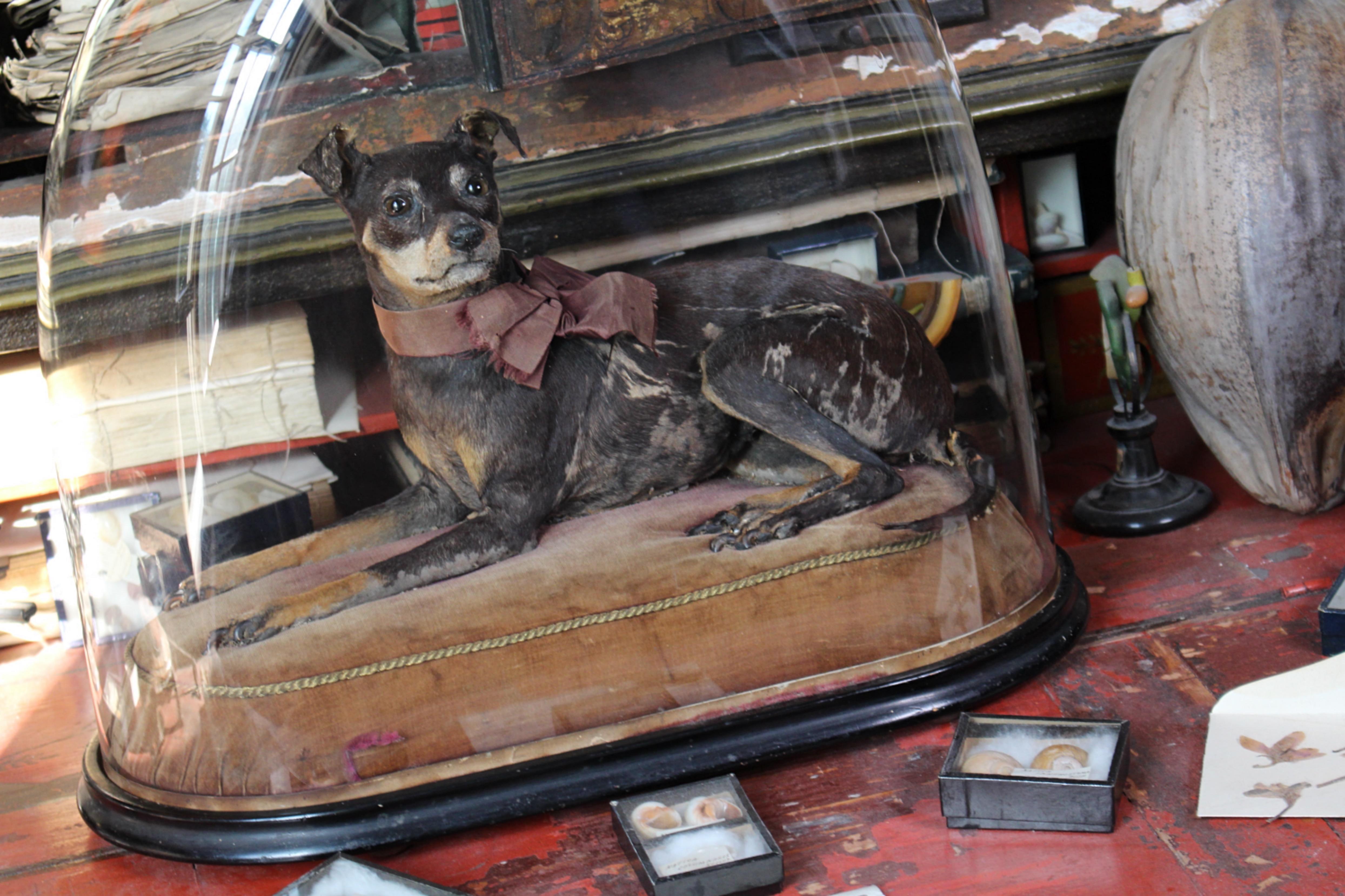 Taxidermie 19ème siècle Pinscher miniature (Reh Pinscher) sous dôme de verre velours Bon état - En vente à Lowestoft, GB