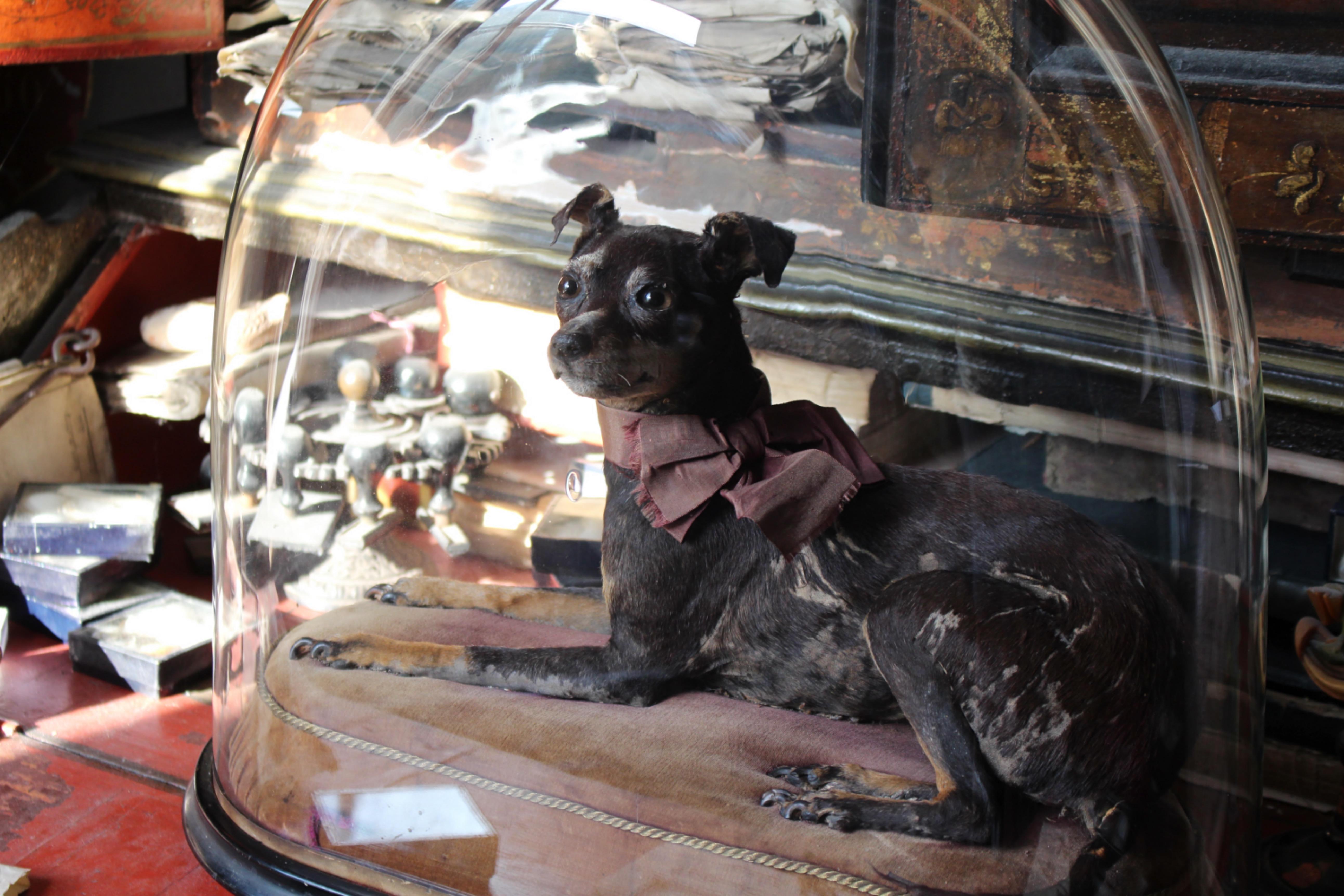 XIXe siècle Taxidermie 19ème siècle Pinscher miniature (Reh Pinscher) sous dôme de verre velours en vente