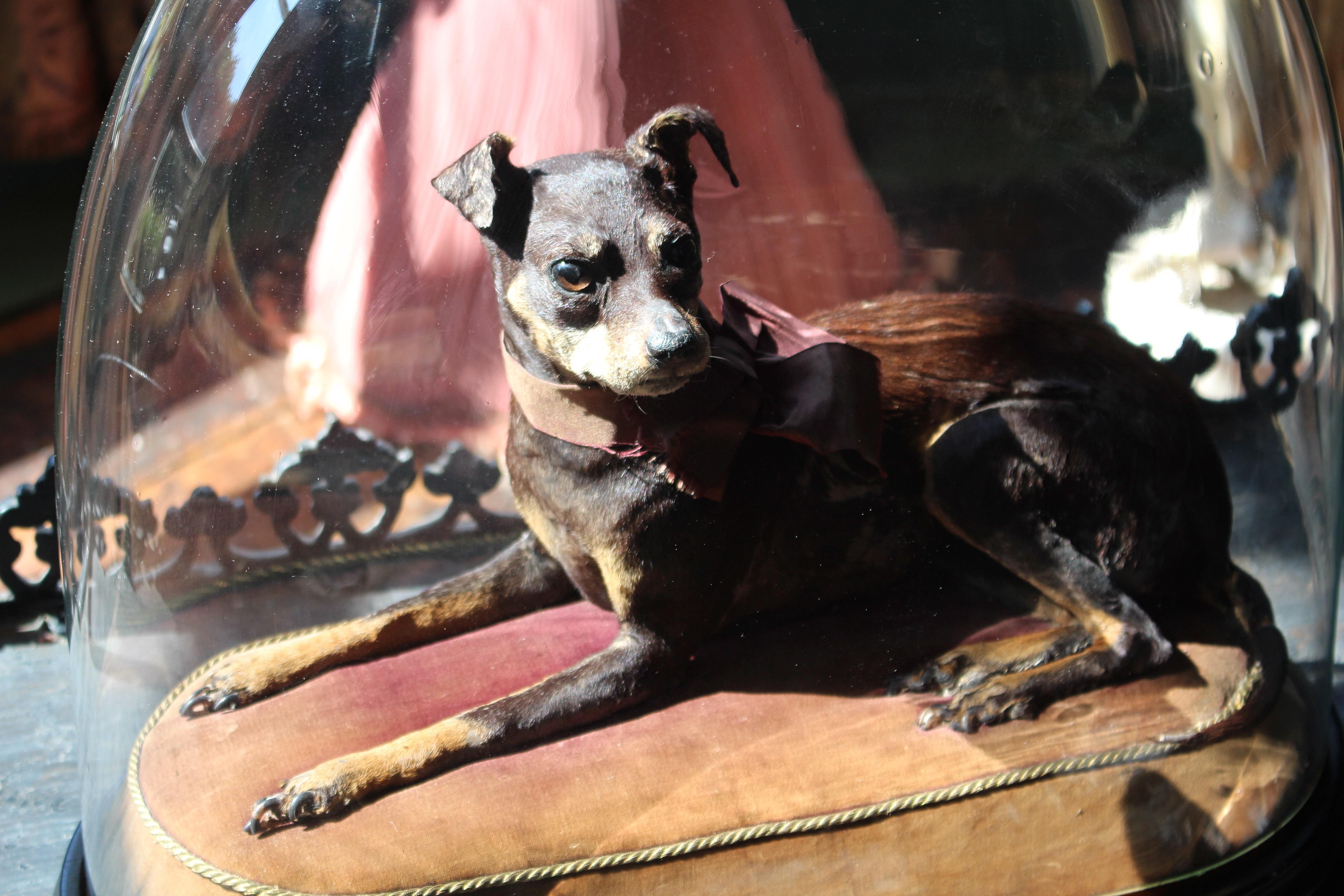 Fibre naturelle Taxidermie 19ème siècle Pinscher miniature (Reh Pinscher) sous dôme de verre velours en vente