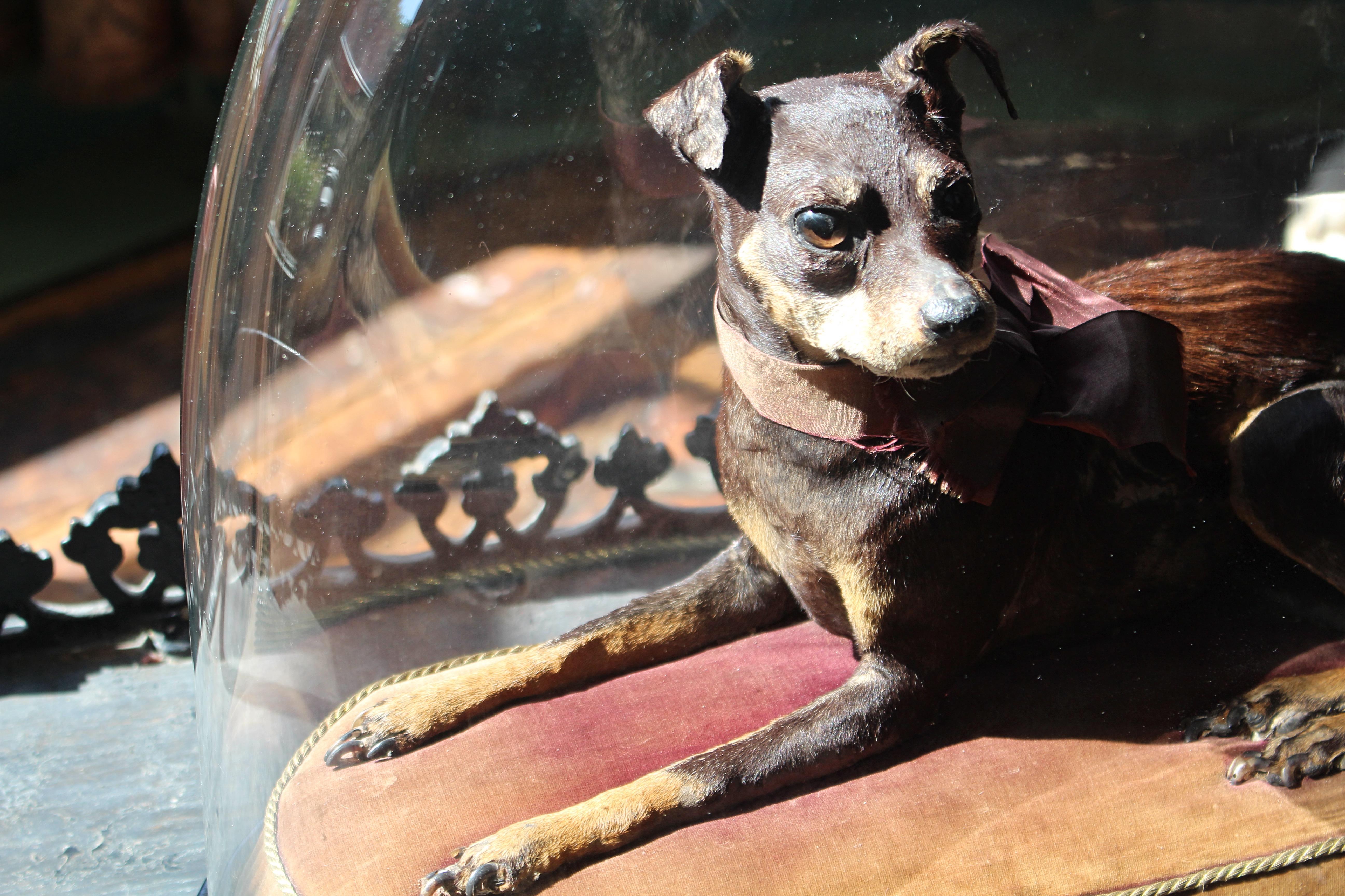 Taxidermie 19ème siècle Pinscher miniature (Reh Pinscher) sous dôme de verre velours en vente 1