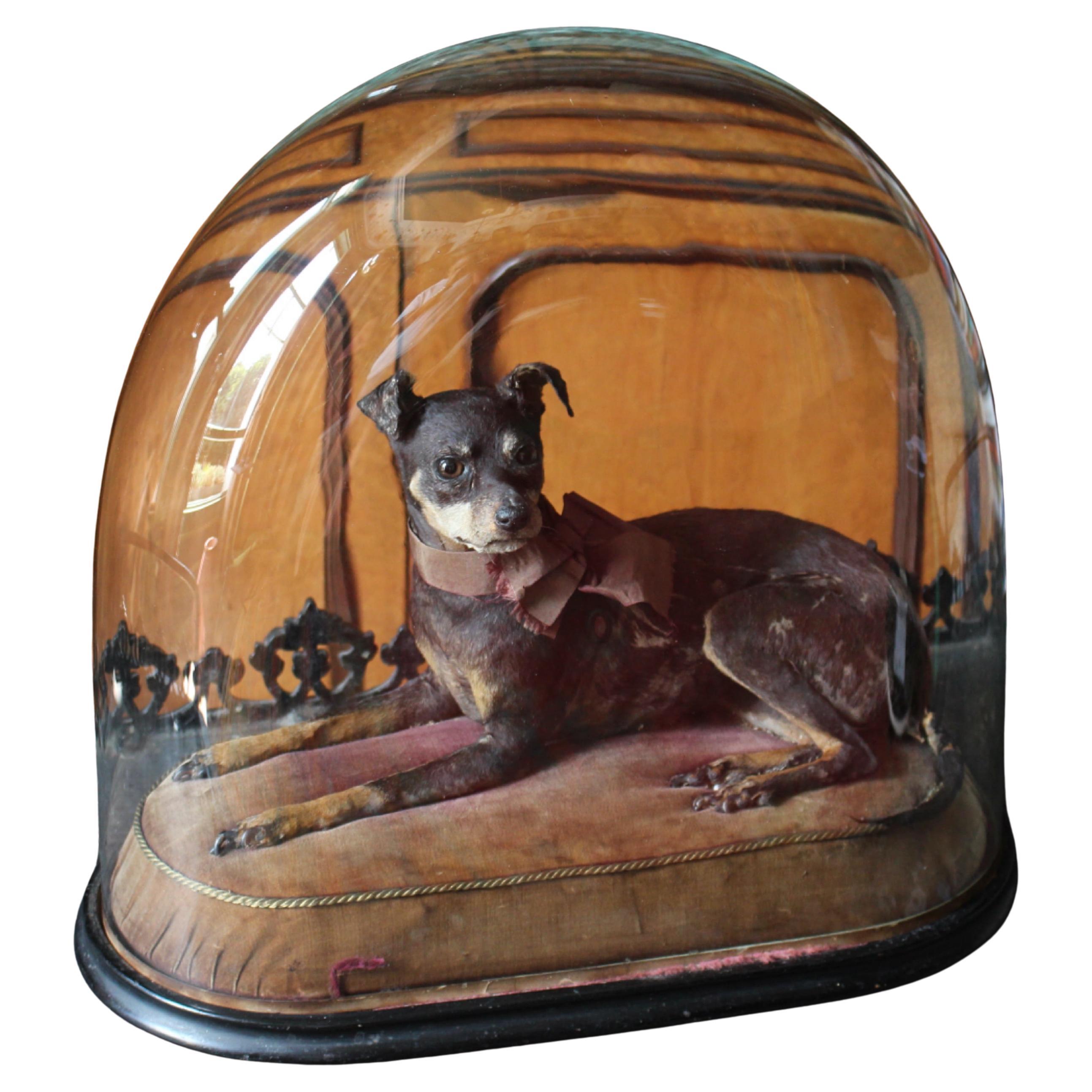 Taxidermie 19ème siècle Pinscher miniature (Reh Pinscher) sous dôme de verre velours en vente