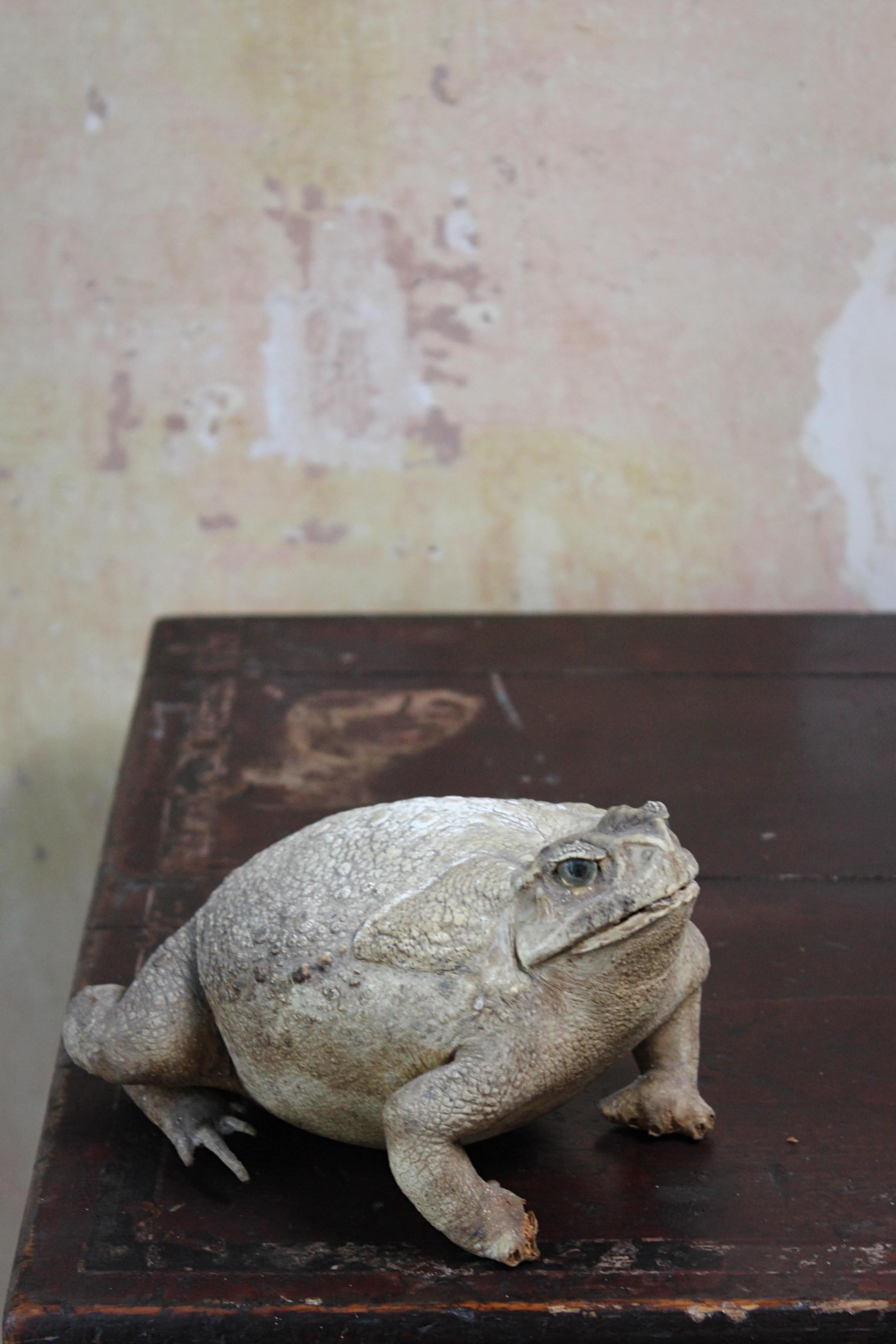 19th Century Taxidermy North American Large  Bull Frog Specimen Curio  8