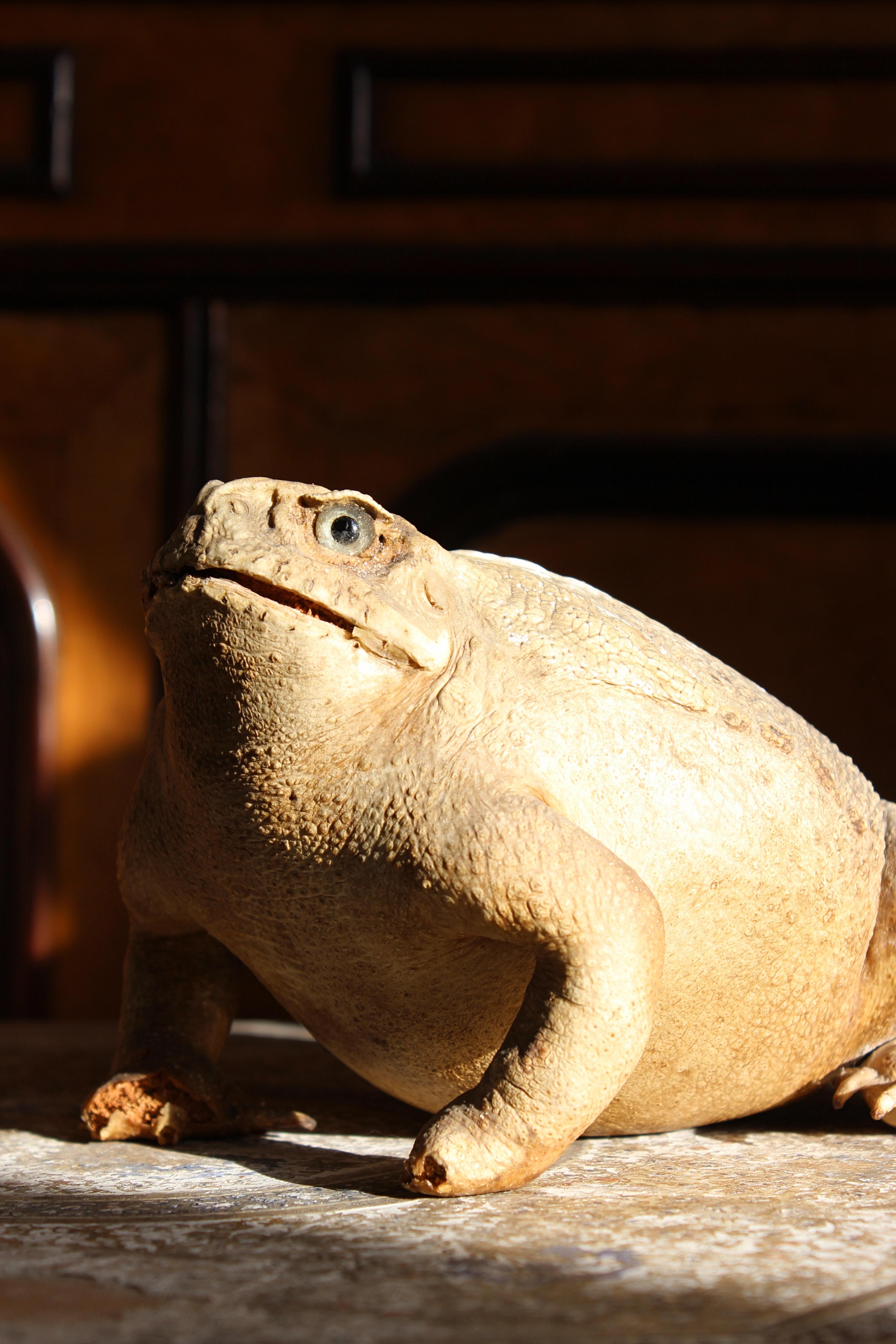 A large taxidermy specimen of a North American Bull Frog circa 1880 

Very well modelled, with glass eyes and wood wool stuffing. Some minor damage to both front feet.

19cm in length 
15cm in width 
13cm in height 