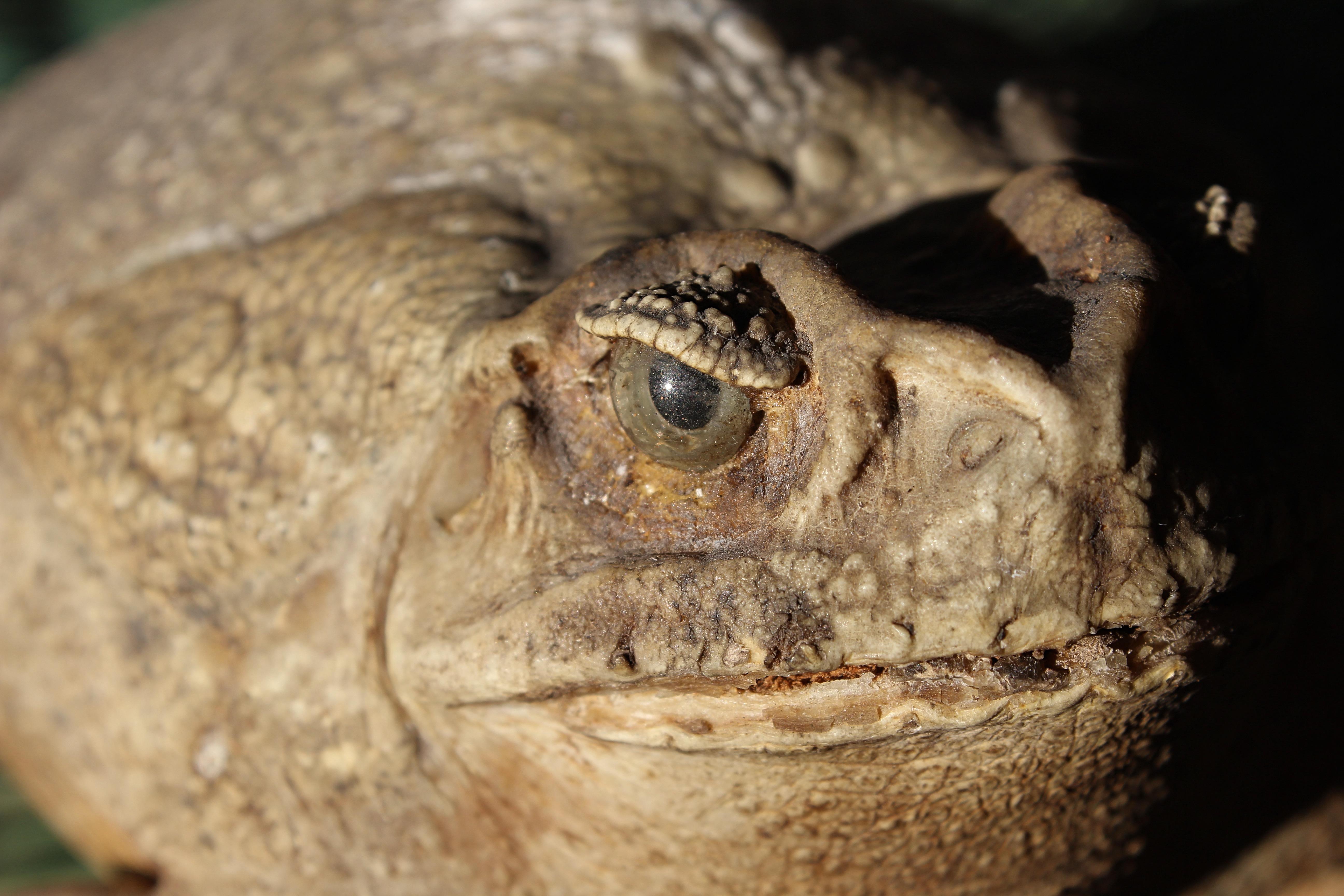 19th Century Taxidermy North American Large  Bull Frog Specimen Curio  In Good Condition In Lowestoft, GB