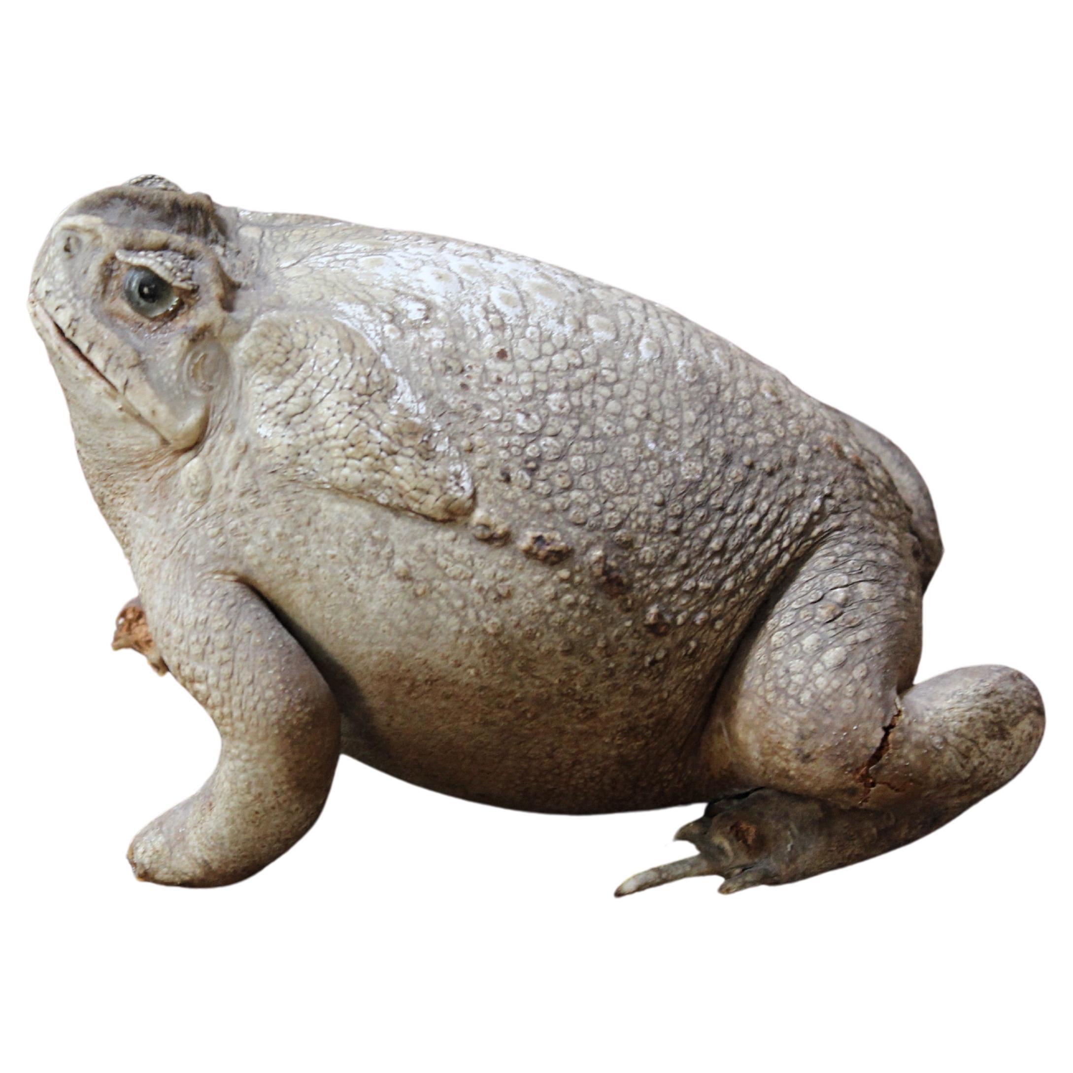 19th Century Taxidermy North American Large  Bull Frog Specimen Curio 
