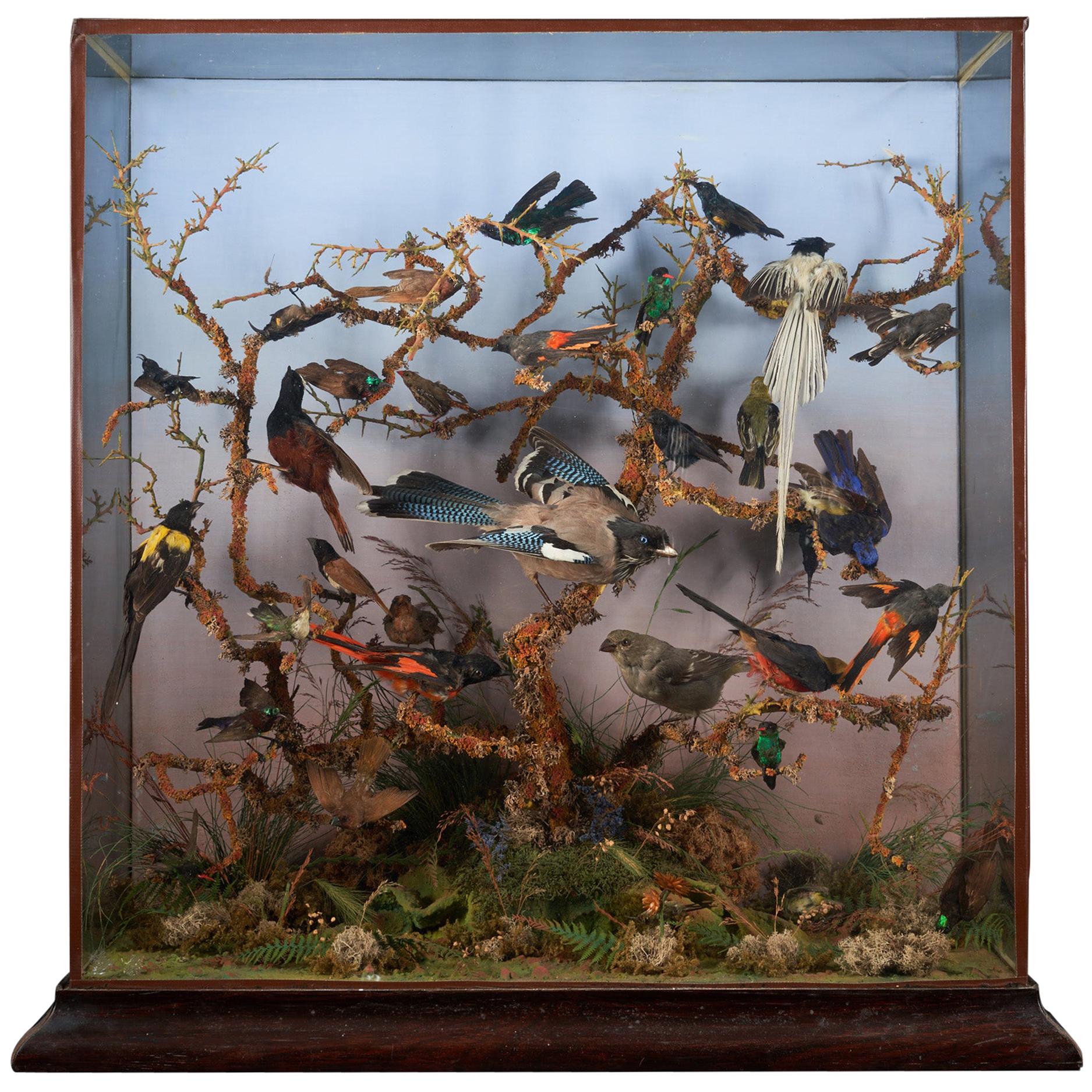 19th Century Taxidermy Ornithological Showcase "Paradise" by Roland Ward