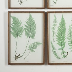 19th Century Thomas Moore Fern Prints