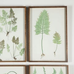 19th Century Thomas Moore Fern Prints