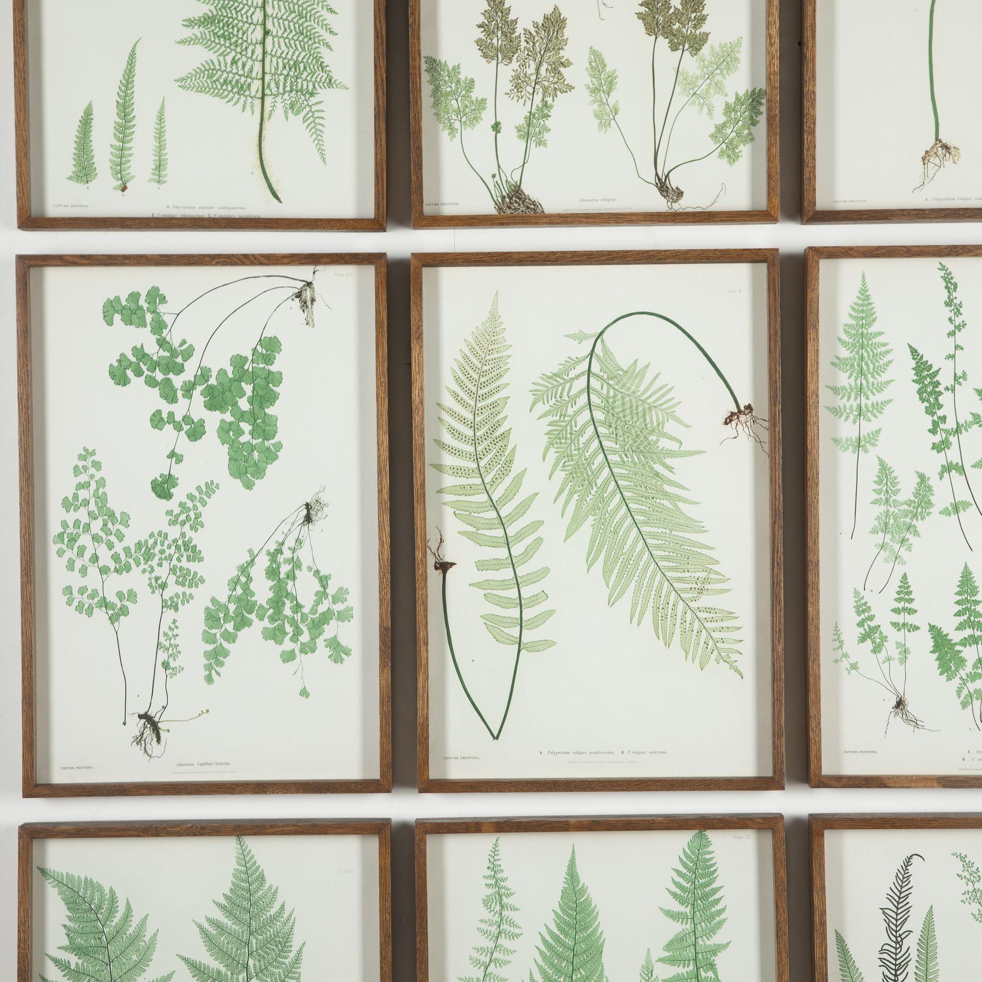 19th Century Thomas Moore Fern Prints In Good Condition For Sale In Gloucestershire, GB