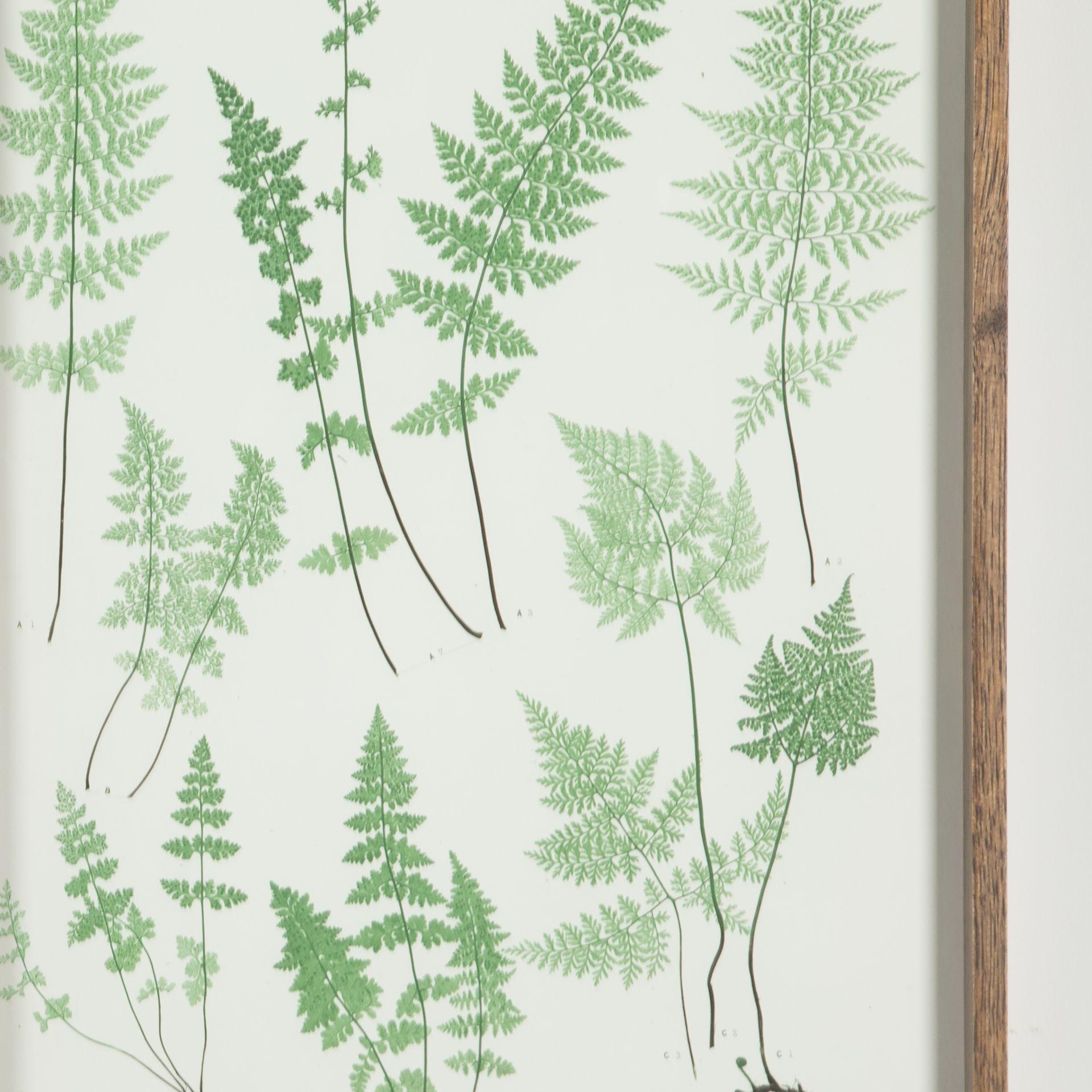Paper 19th Century Thomas Moore Fern Prints For Sale