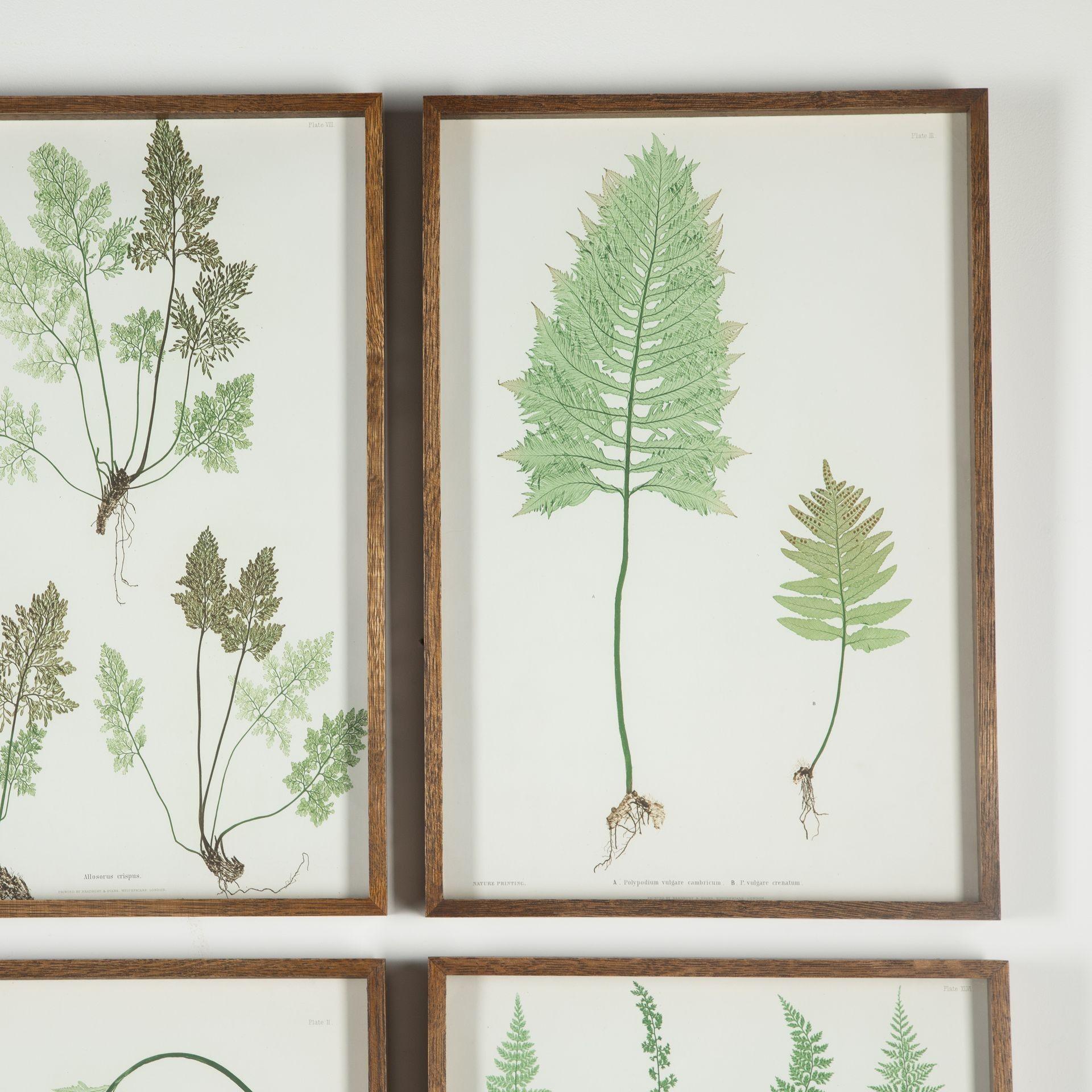 19th Century Thomas Moore Fern Prints For Sale 1