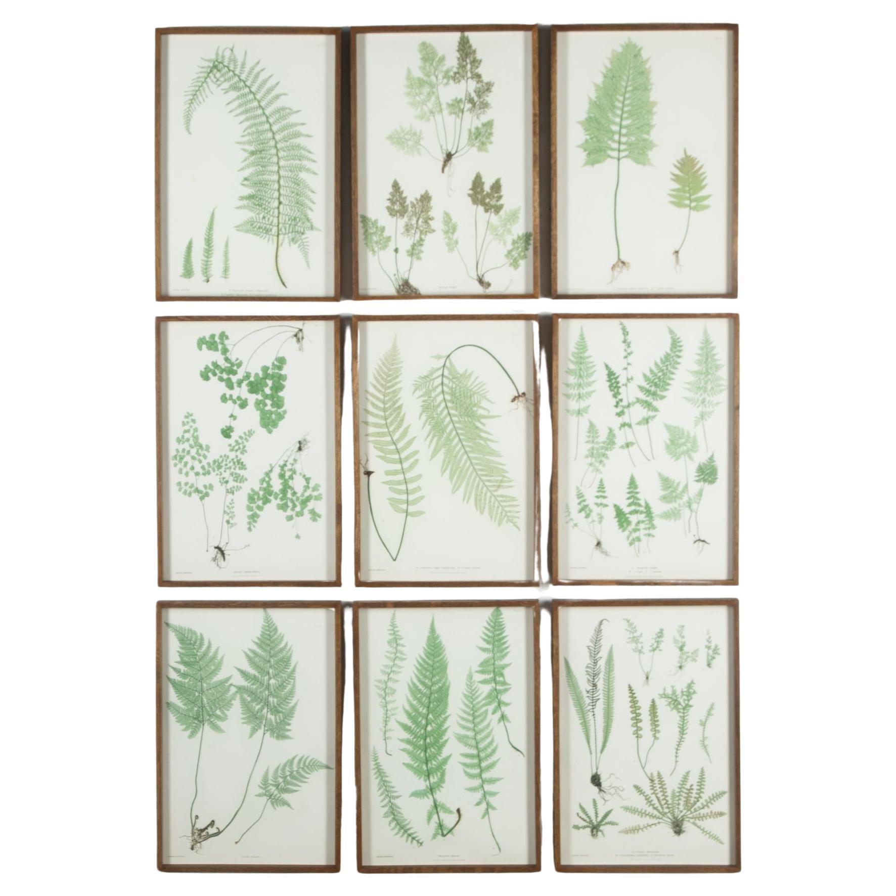 19th Century Thomas Moore Fern Prints For Sale