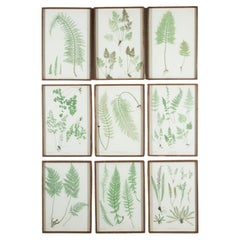 19th Century Thomas Moore Fern Prints