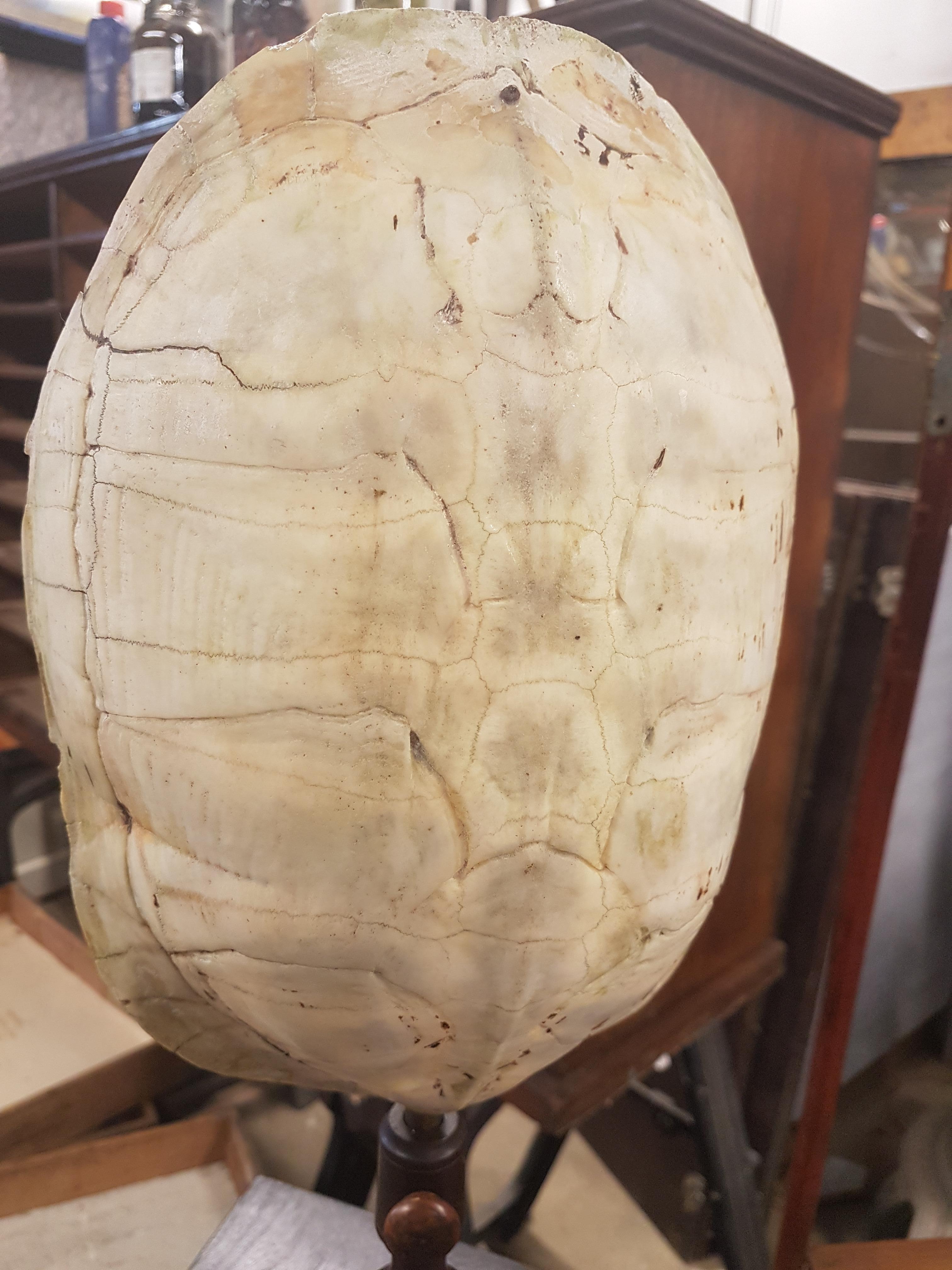 19th Century Tortoise Carapace on Adjustable Turned Stand For Sale 3