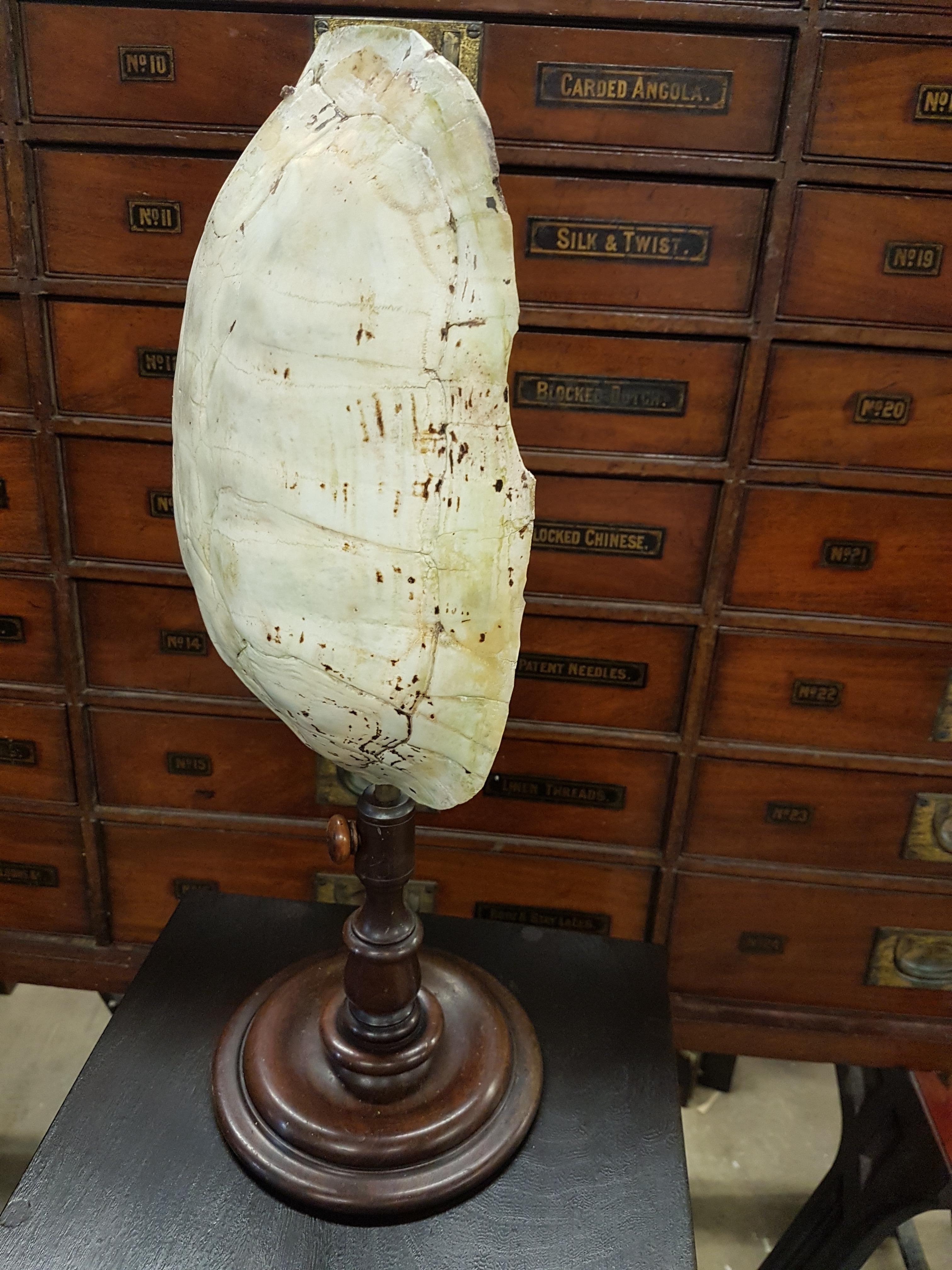 A very appealing pale 19th century tortoise carapace that is on a turned mahogany stand of the same period. The carapace does have old marks and knocks but is solid. it hangs on the stand by an old hook that is in the top of the shell.

The turned