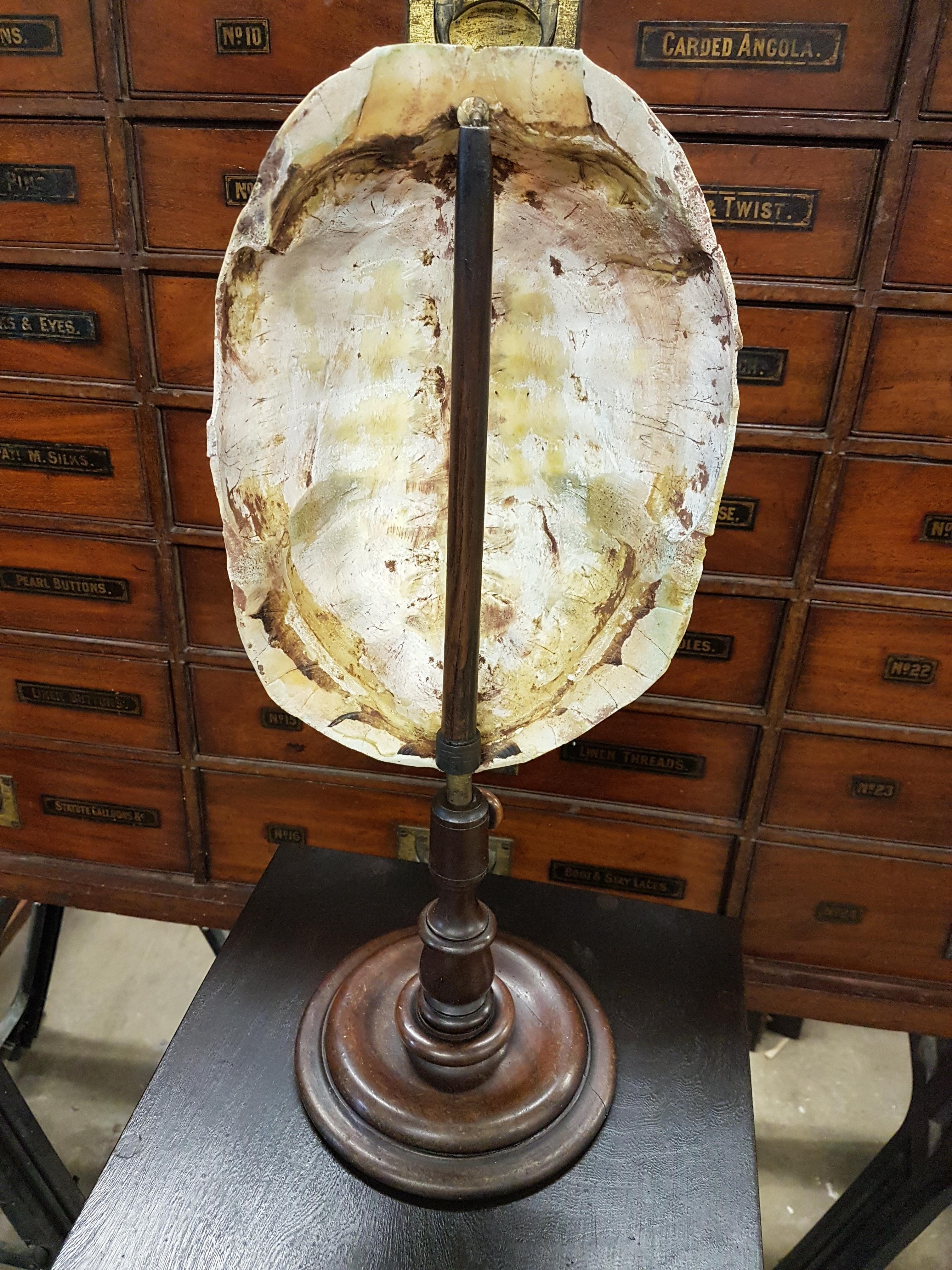 English 19th Century Tortoise Carapace on Adjustable Turned Stand For Sale