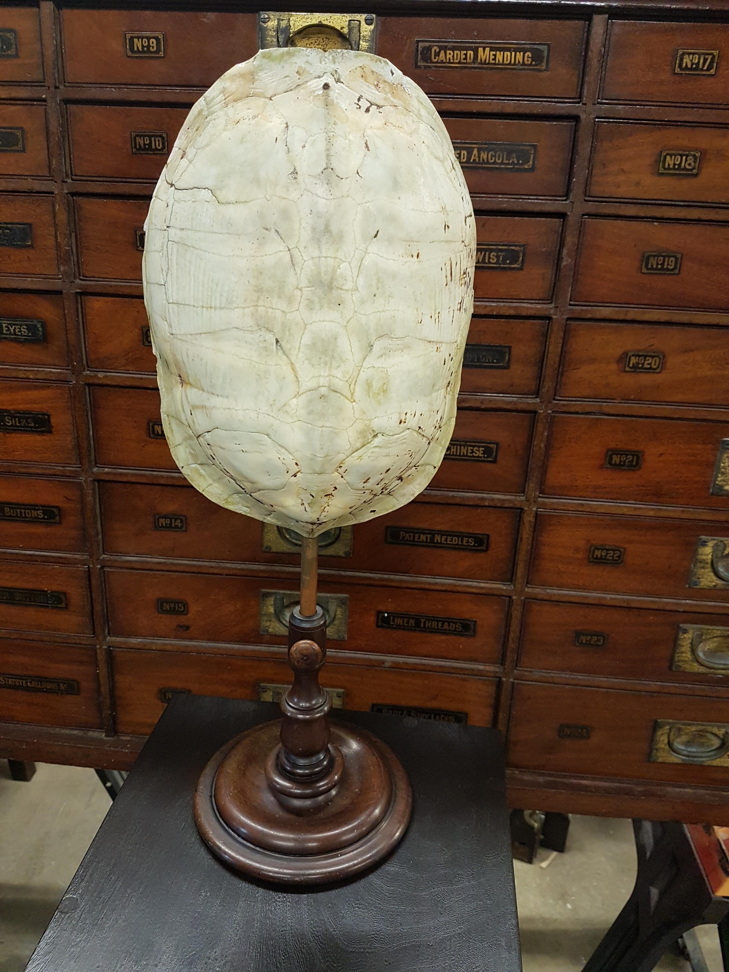 Patinated 19th Century Tortoise Carapace on Adjustable Turned Stand For Sale